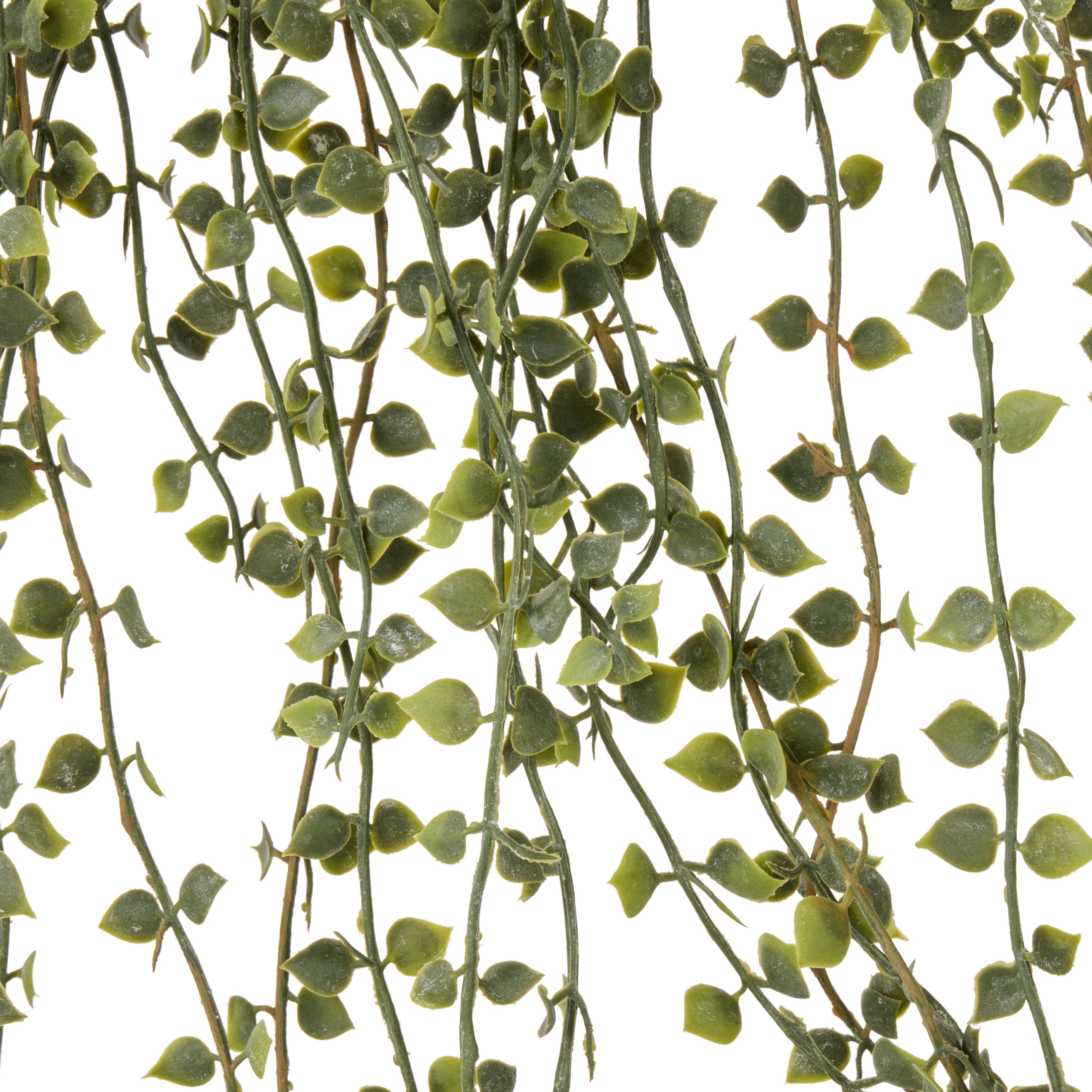 Rogue Million Hearts Plant Green Pot