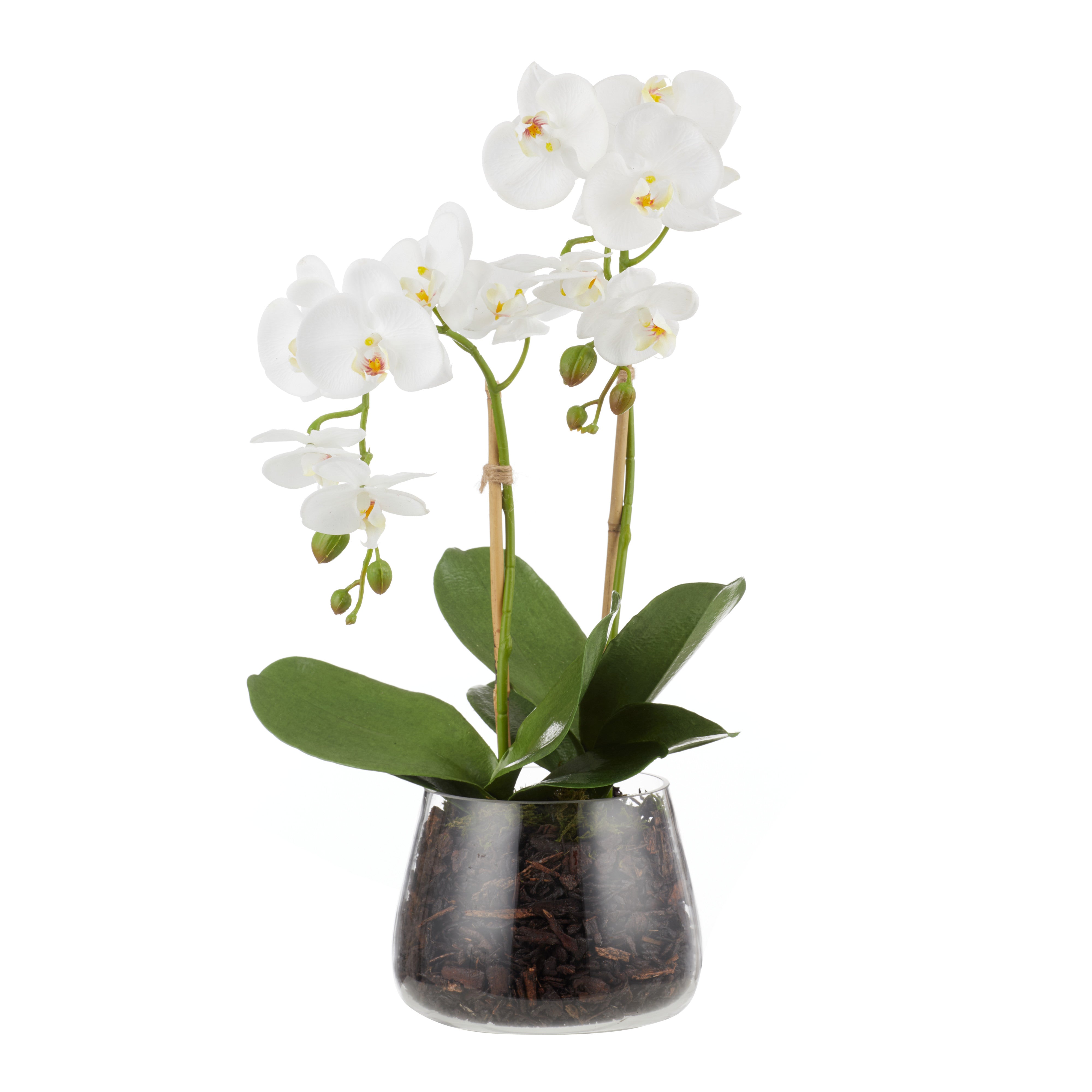 Rogue Phalaenopsis Stem - Classic Bowl 56cm
