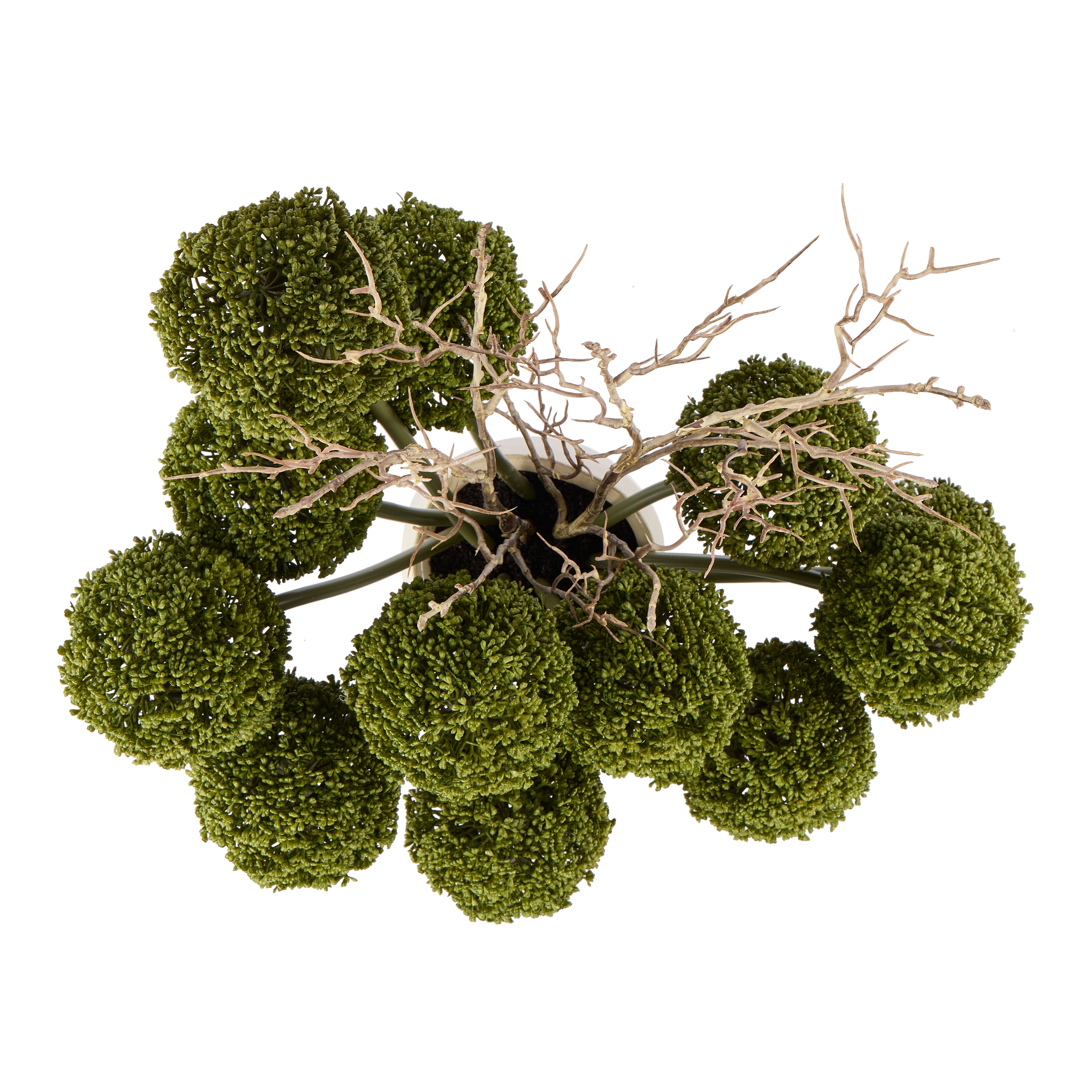 Rogue Allium - Maliah Pot Green