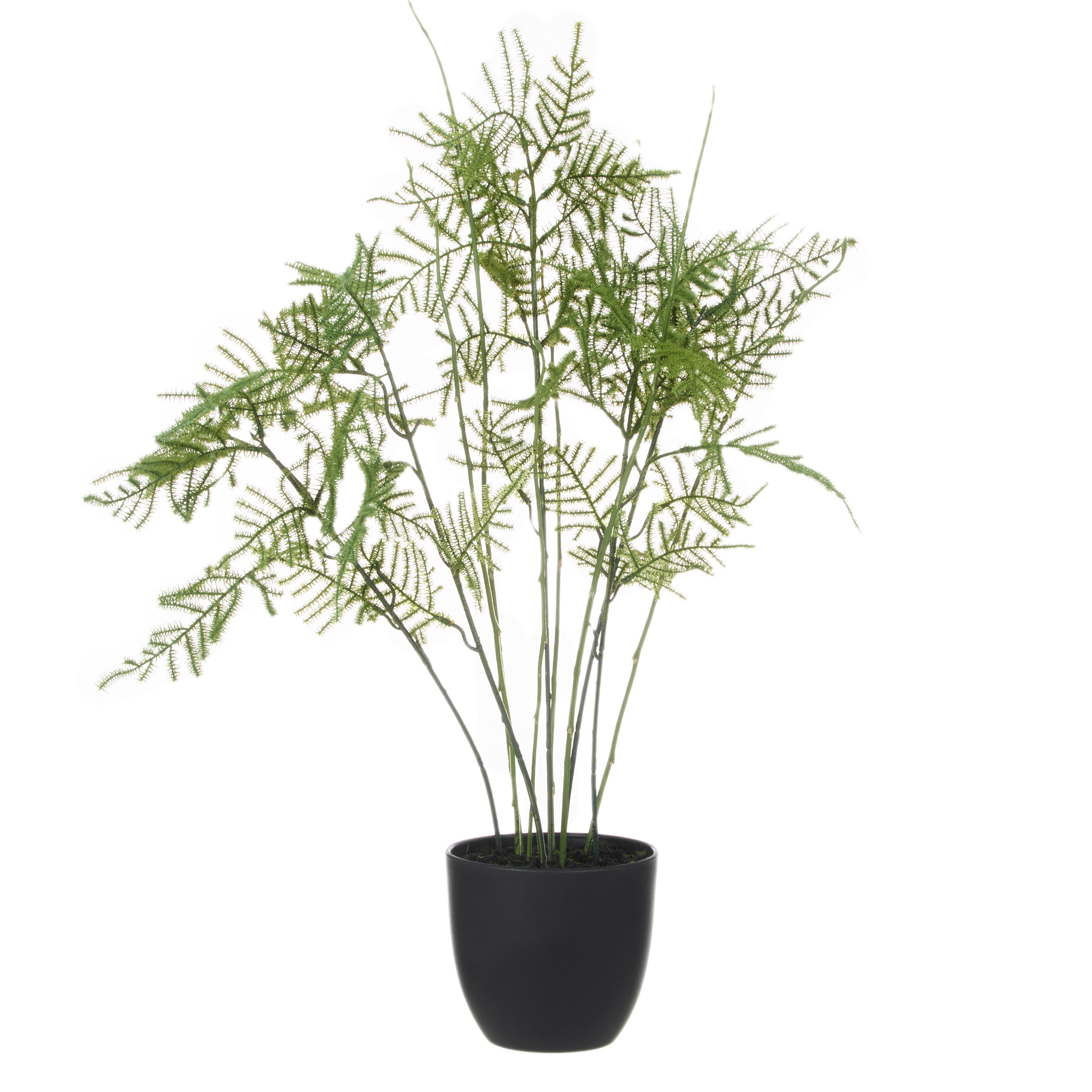 Rogue Asparagus Fern Pot