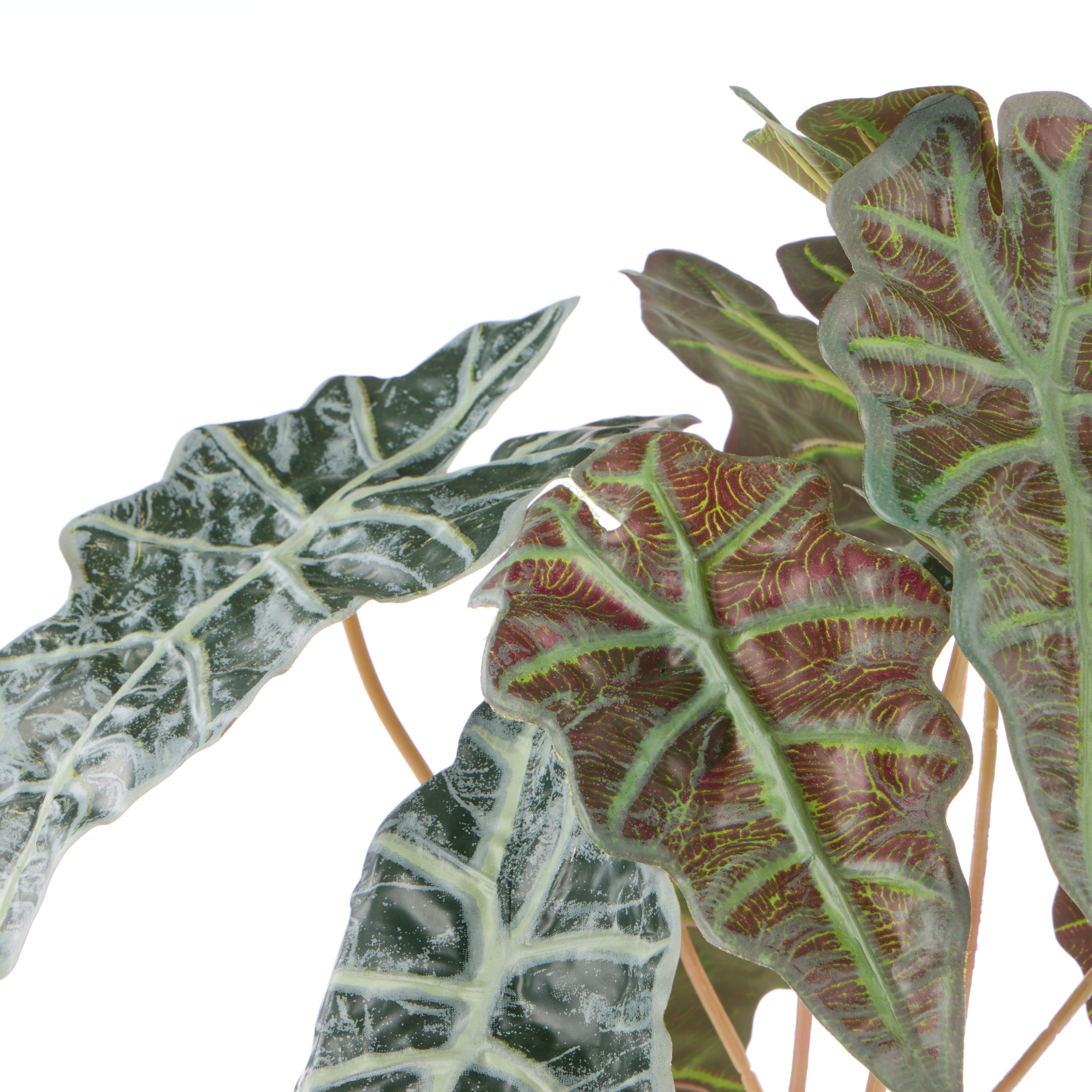 Rogue Alocasia - Garden Pot