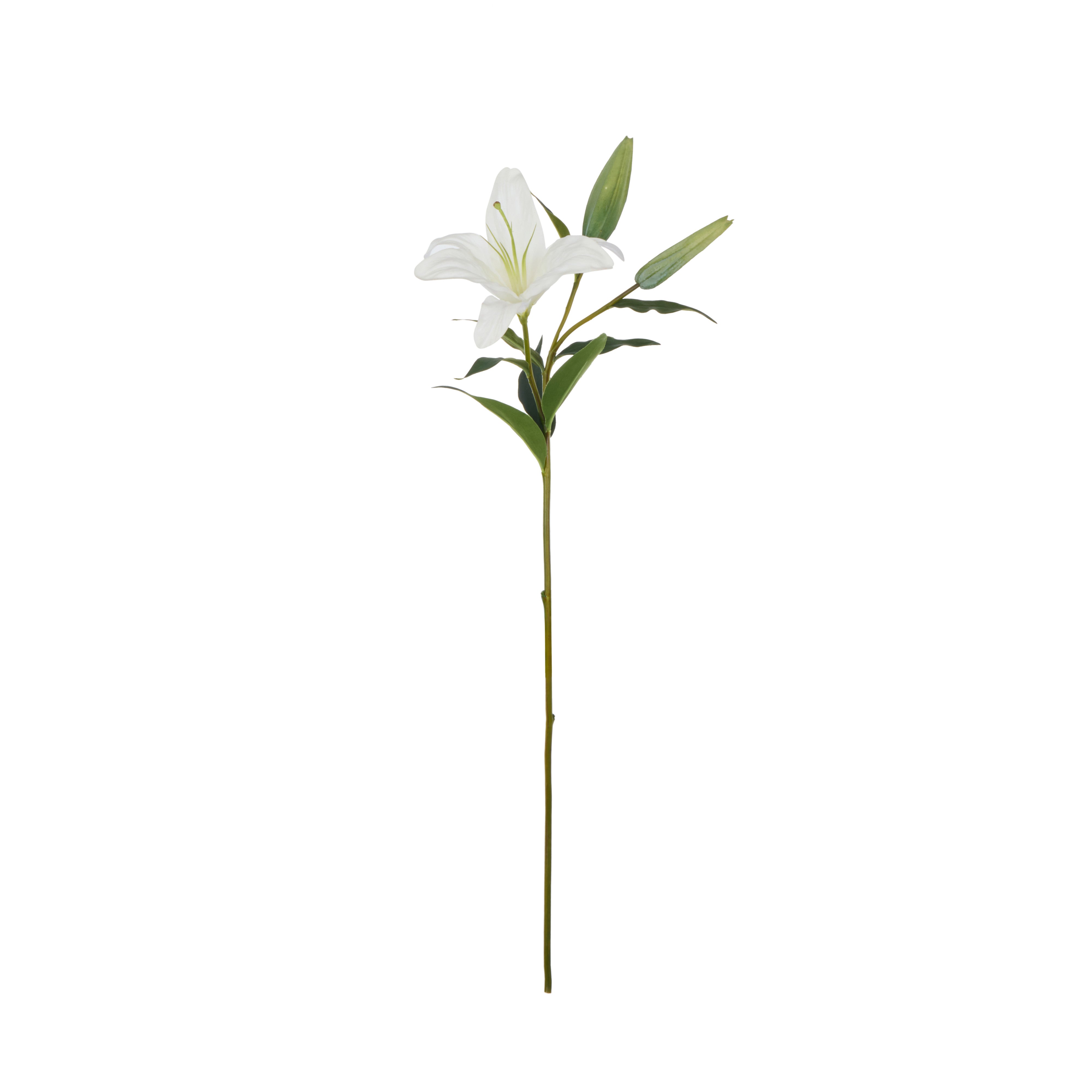 Rogue Casablanca Lily White