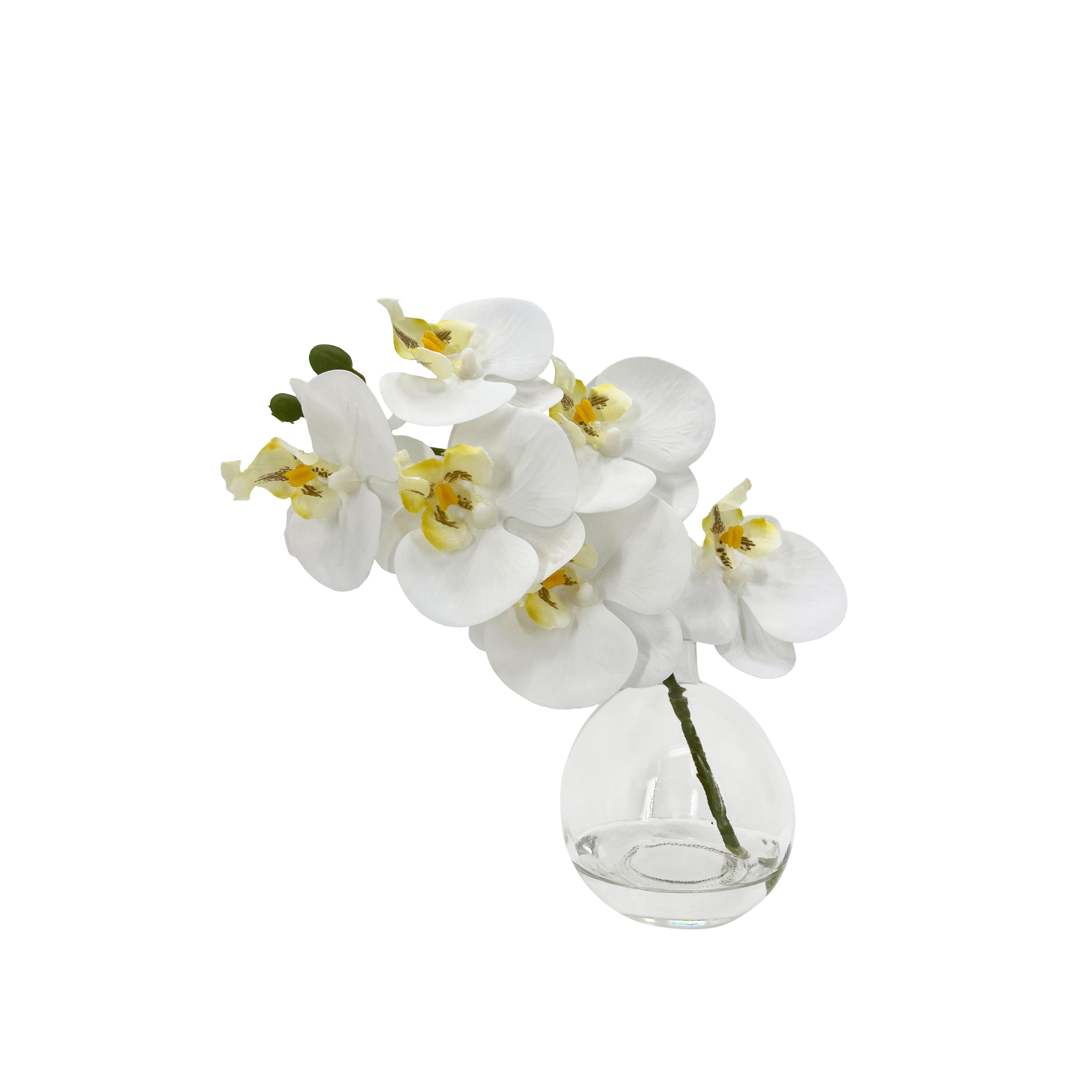 Rogue Phalaenopsis - Glass Vase White 24cm