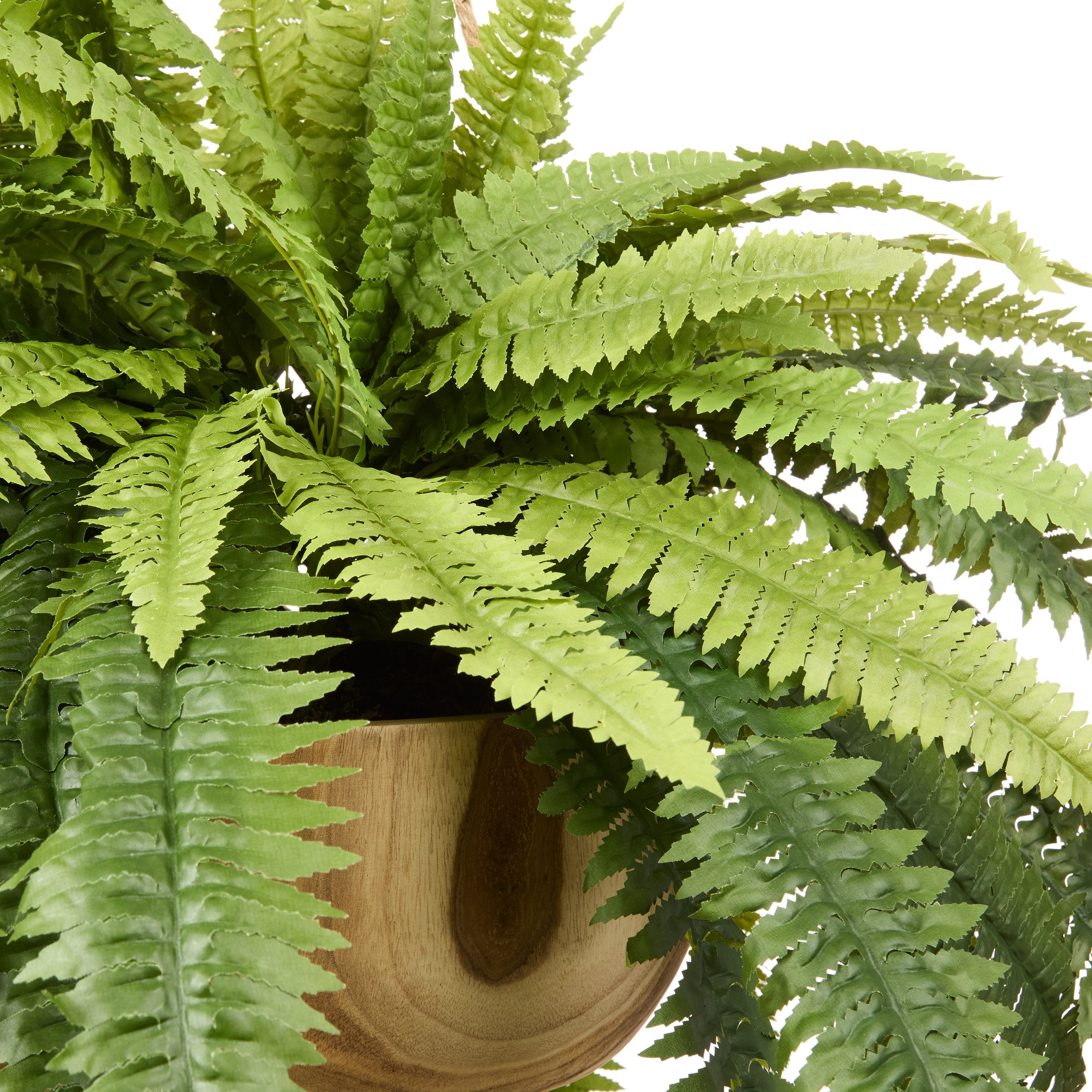 Rogue Boston Fern - Dansk Pot Hanging
