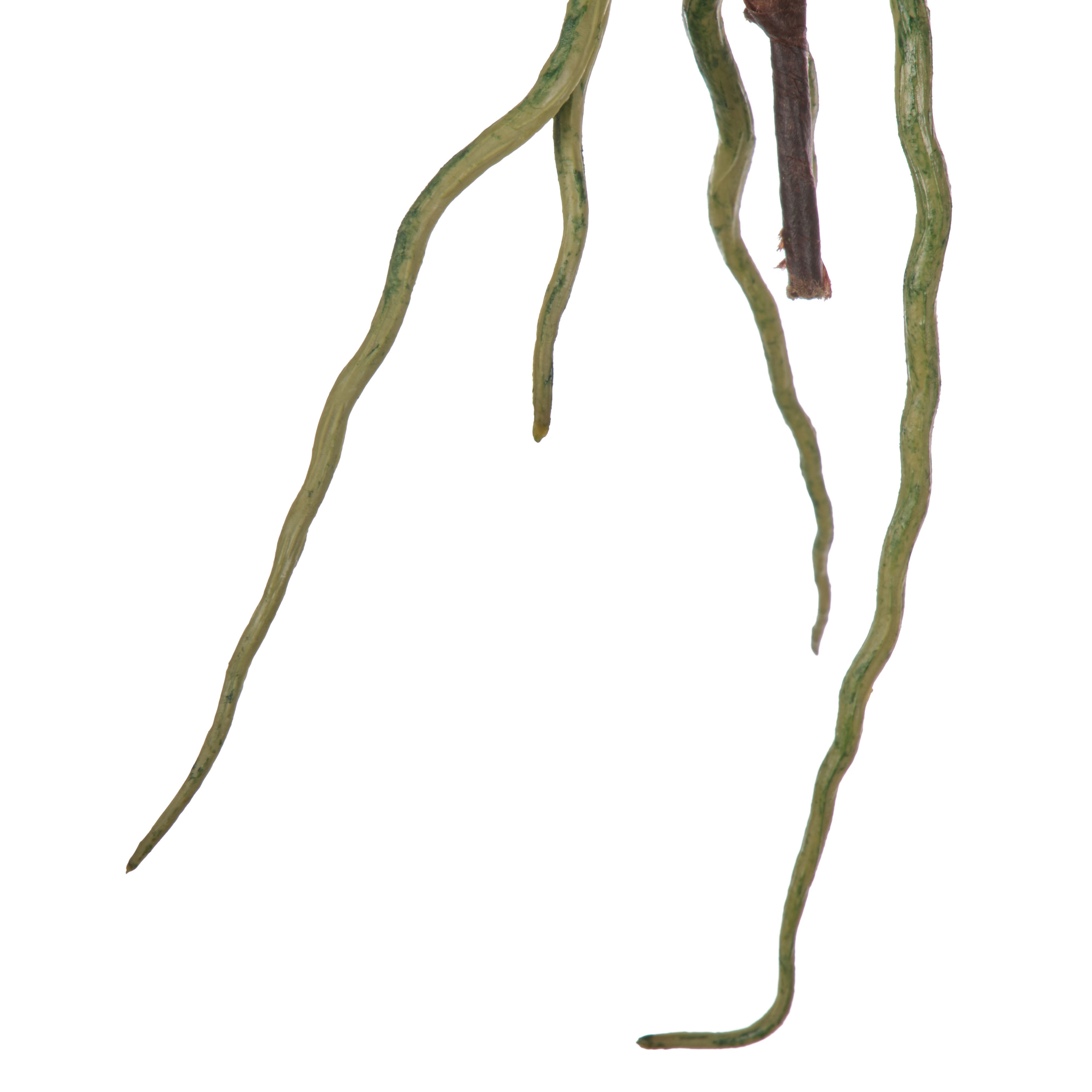 Rogue Orchid Rooted Foliage 24cm