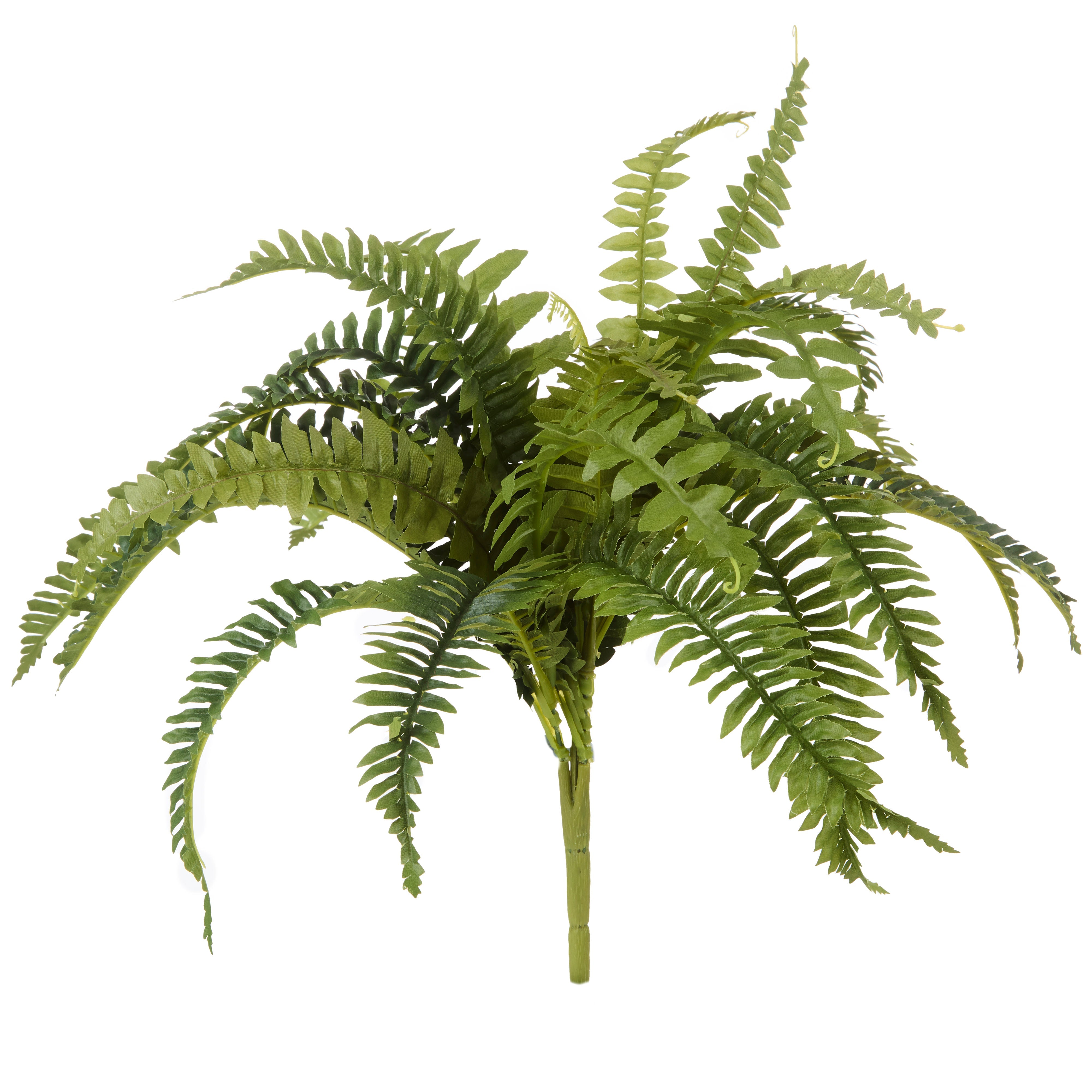 Rogue Boston Fern Bush