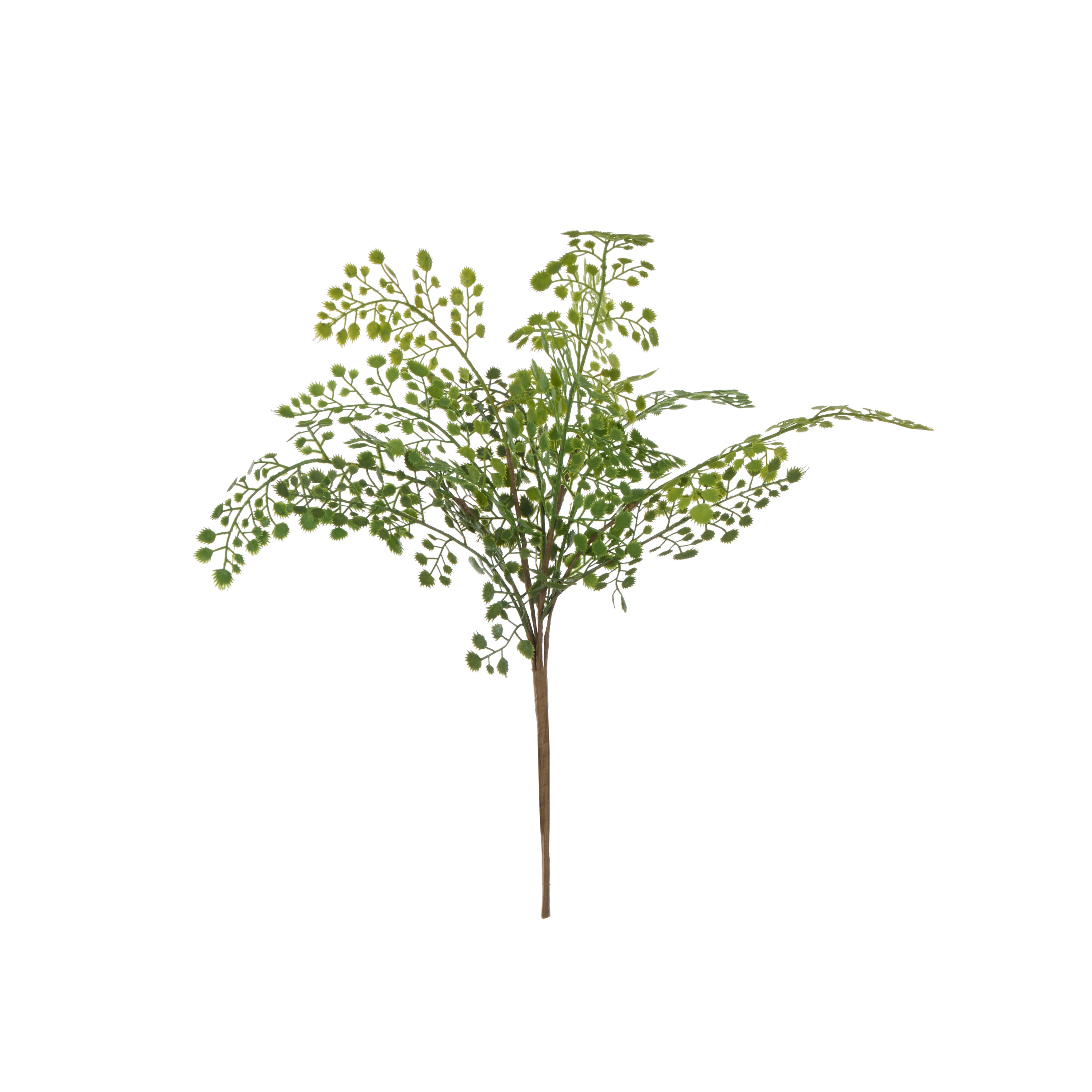 Rogue Maiden Hair Fern 42cm
