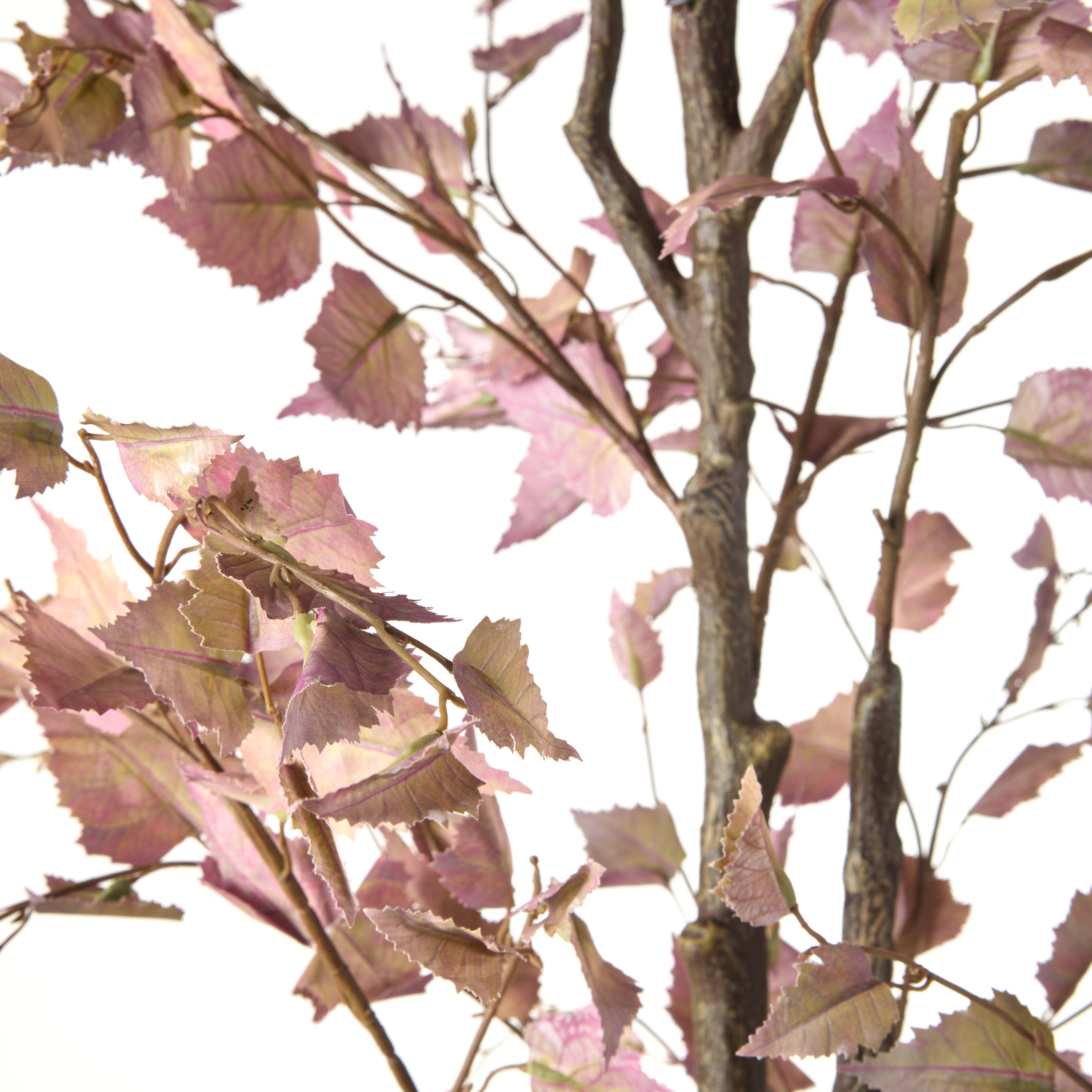 Rogue Birch Tree Purple