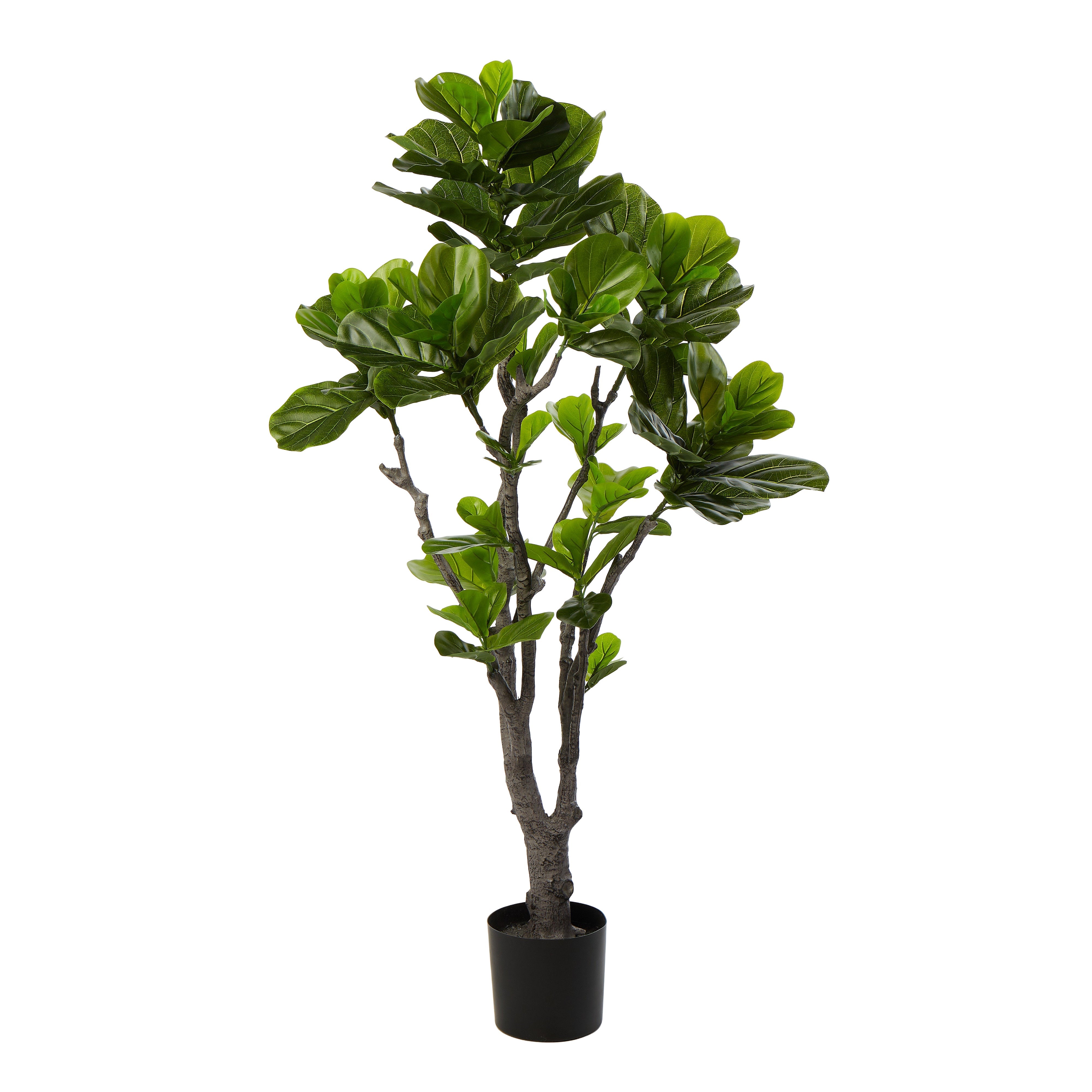 Rogue Fiddle Tree in Pot 150cm