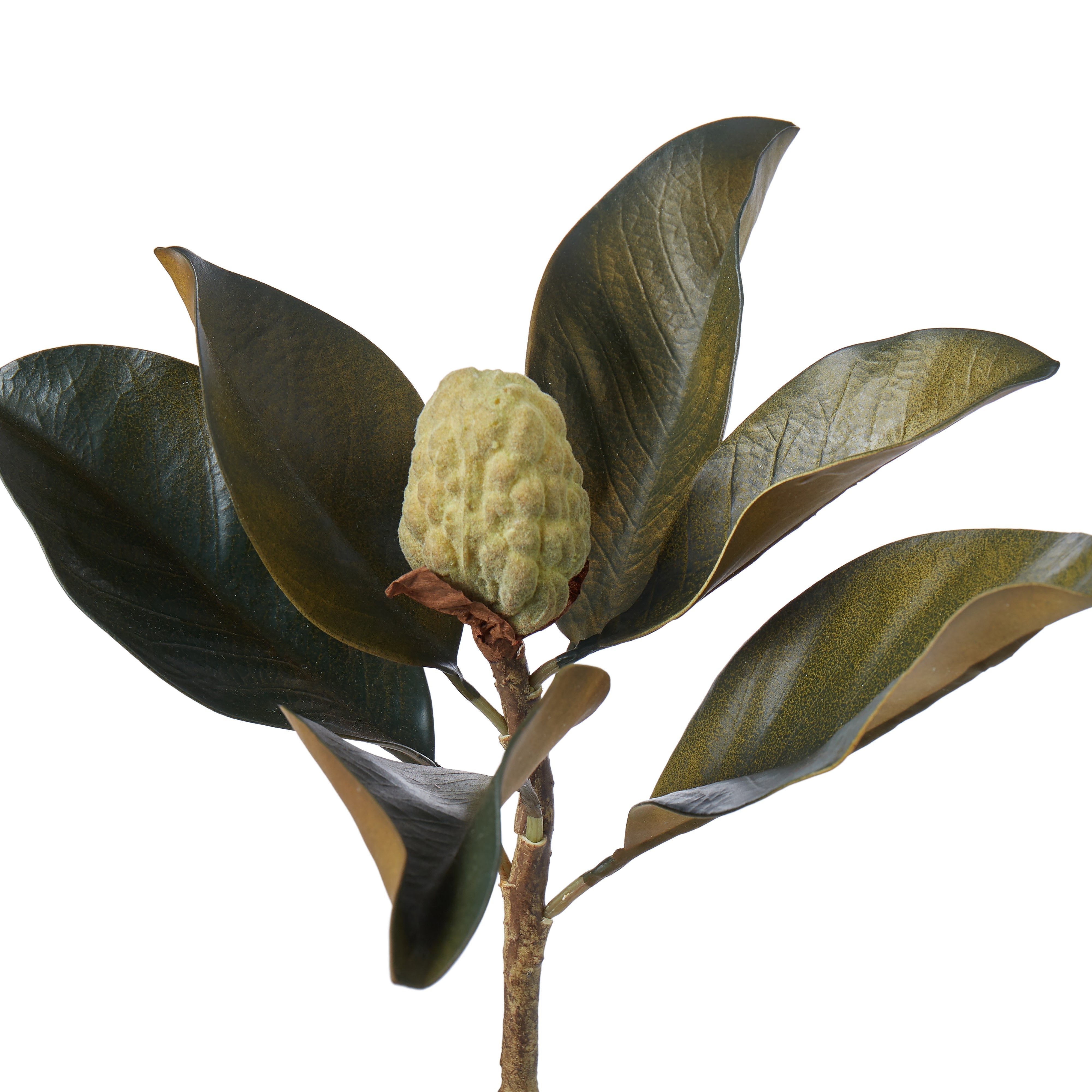 Rogue Magnolia Bud Foliage