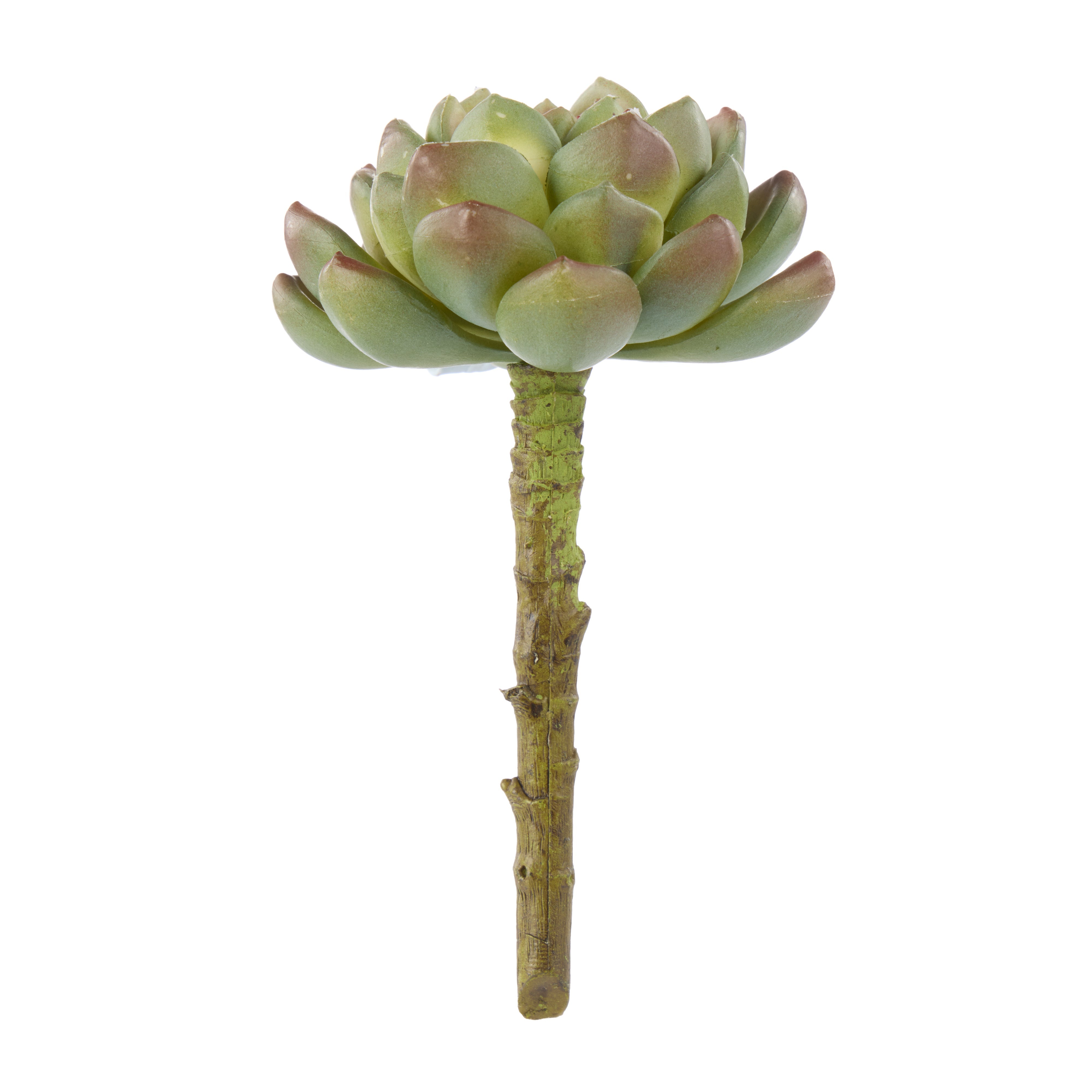 Rogue Echeveria 13cm