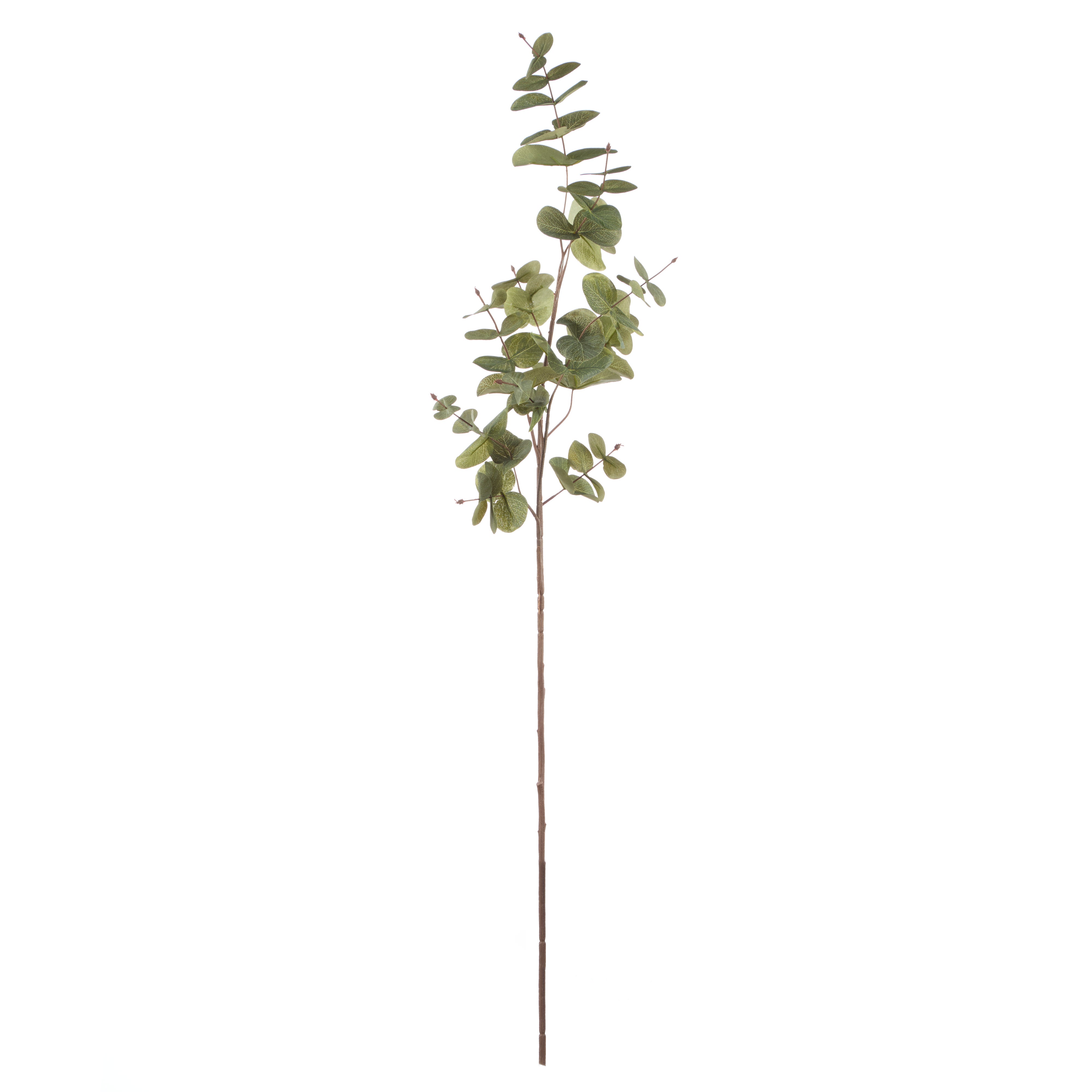 Rogue Round Eucalyptus Spray 12x12x90cm