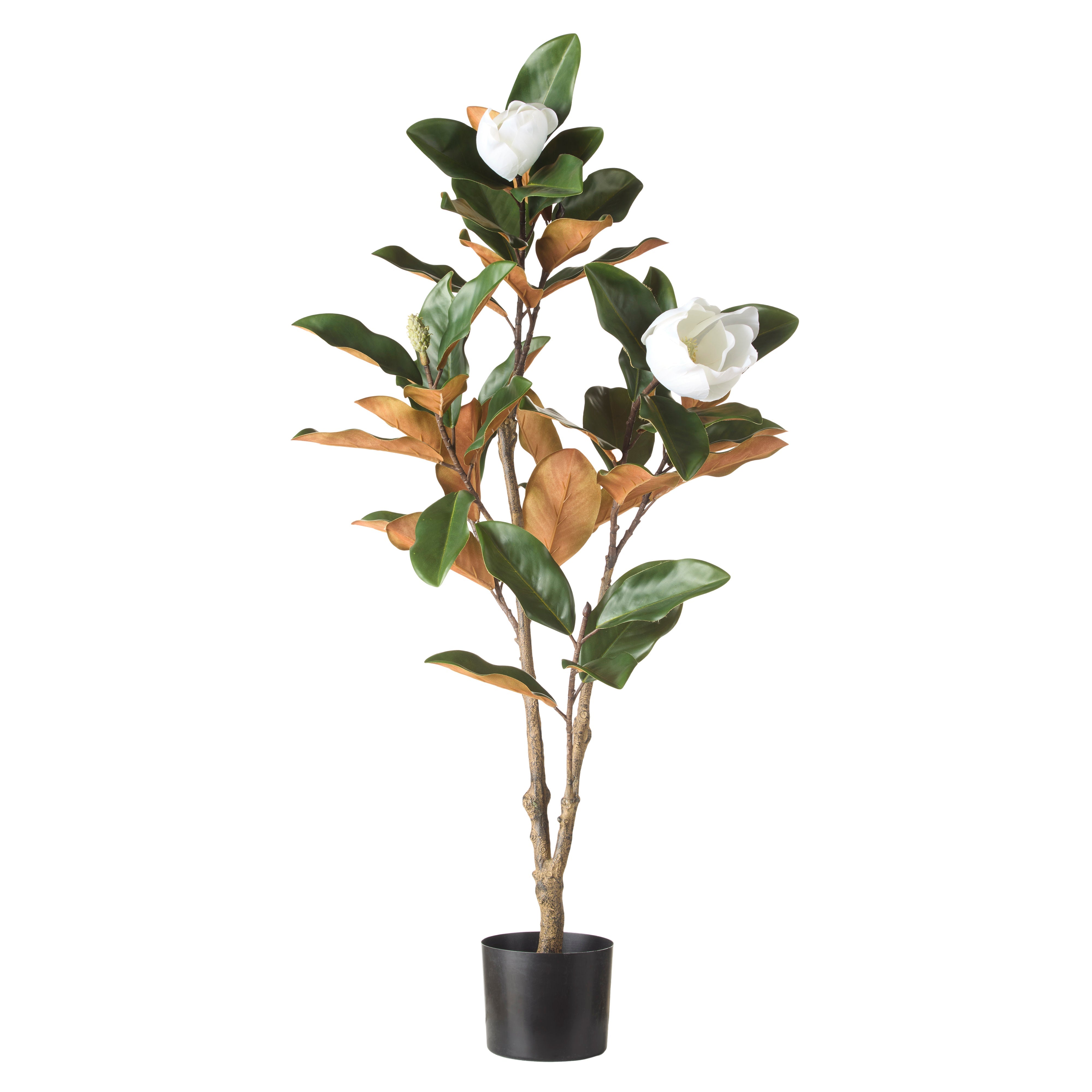 Rogue Magnolia Tree 115cm