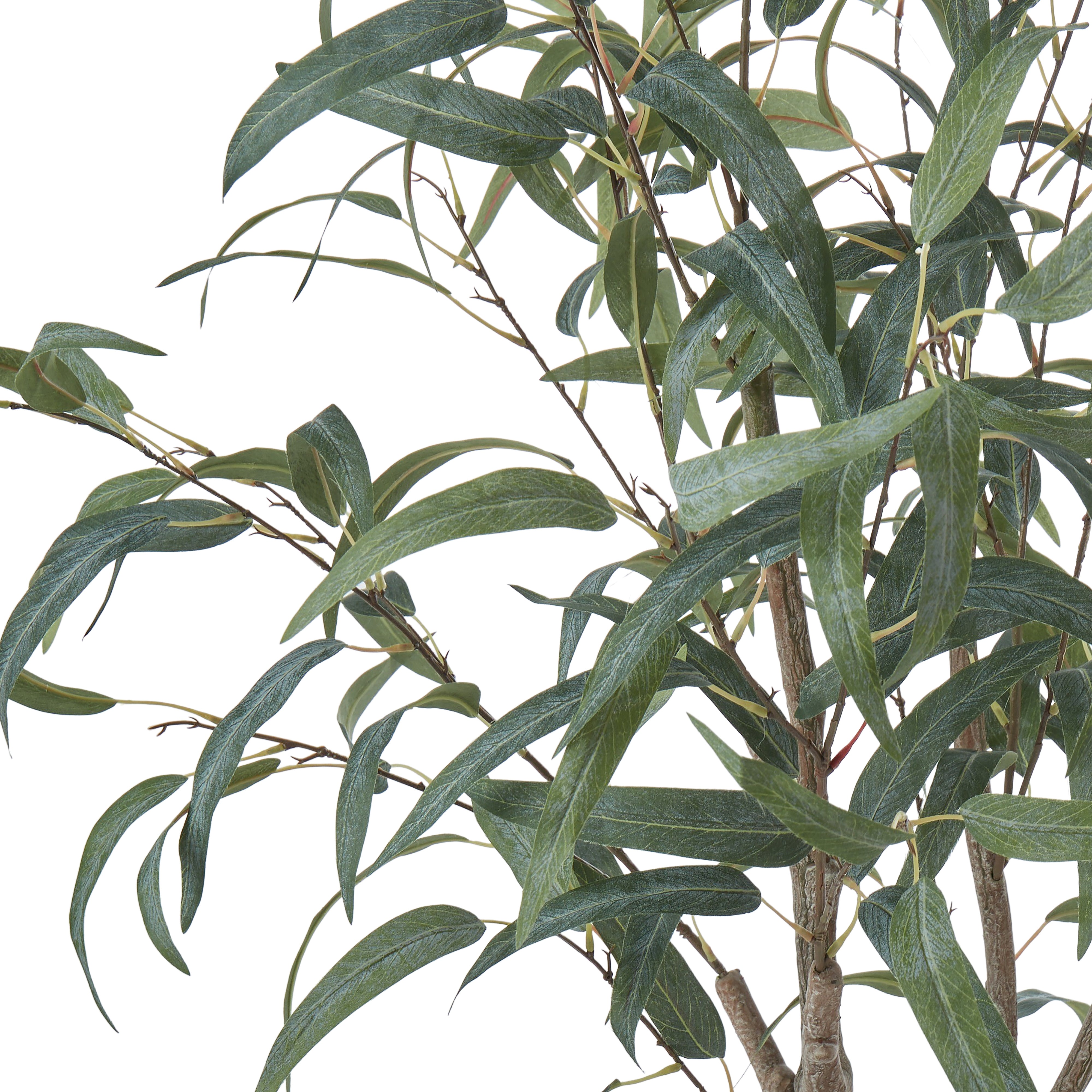 Rogue Eucalyptus Tree 150cm