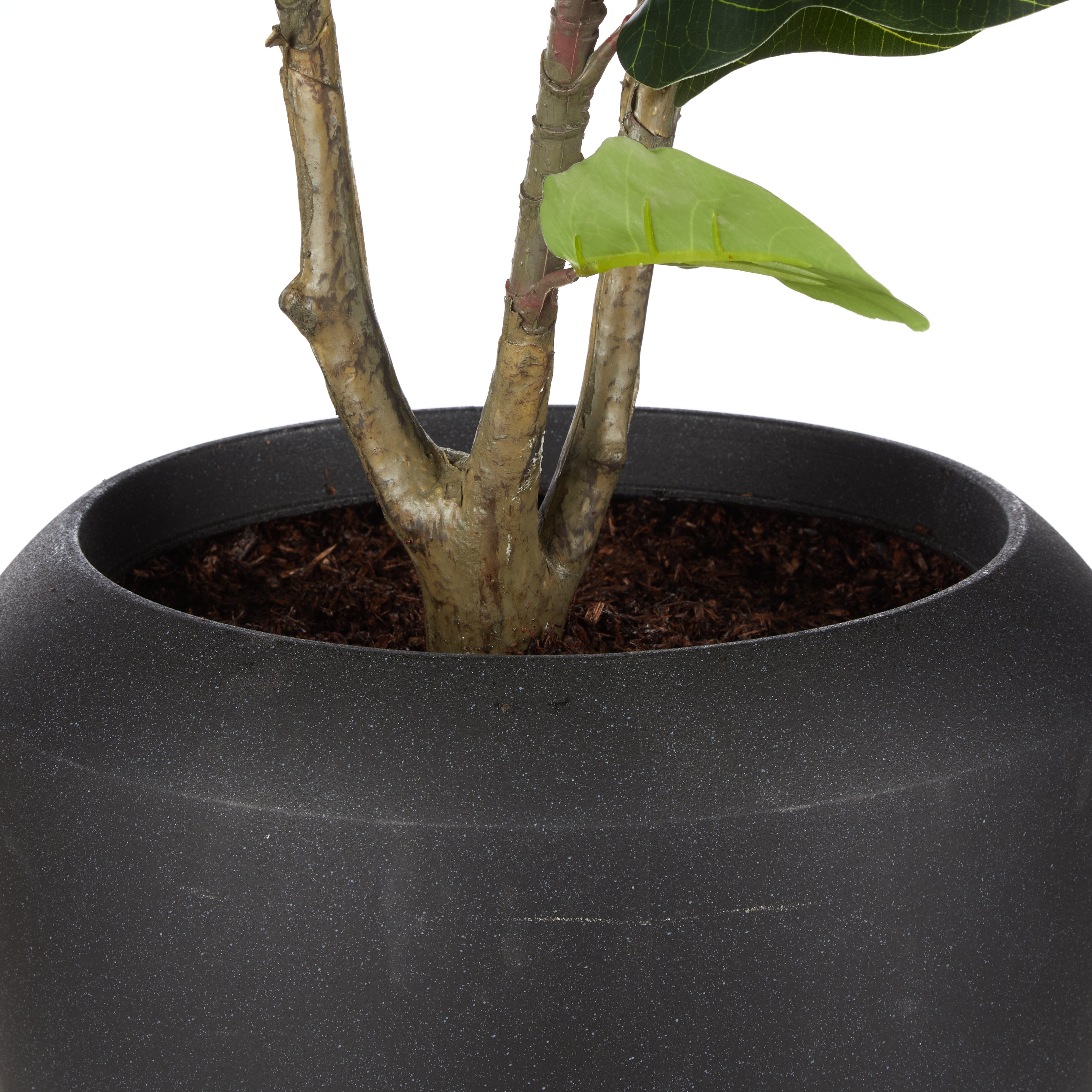 Rogue Giant Fiddle Plant - Vienna Planter 62 x 100cm