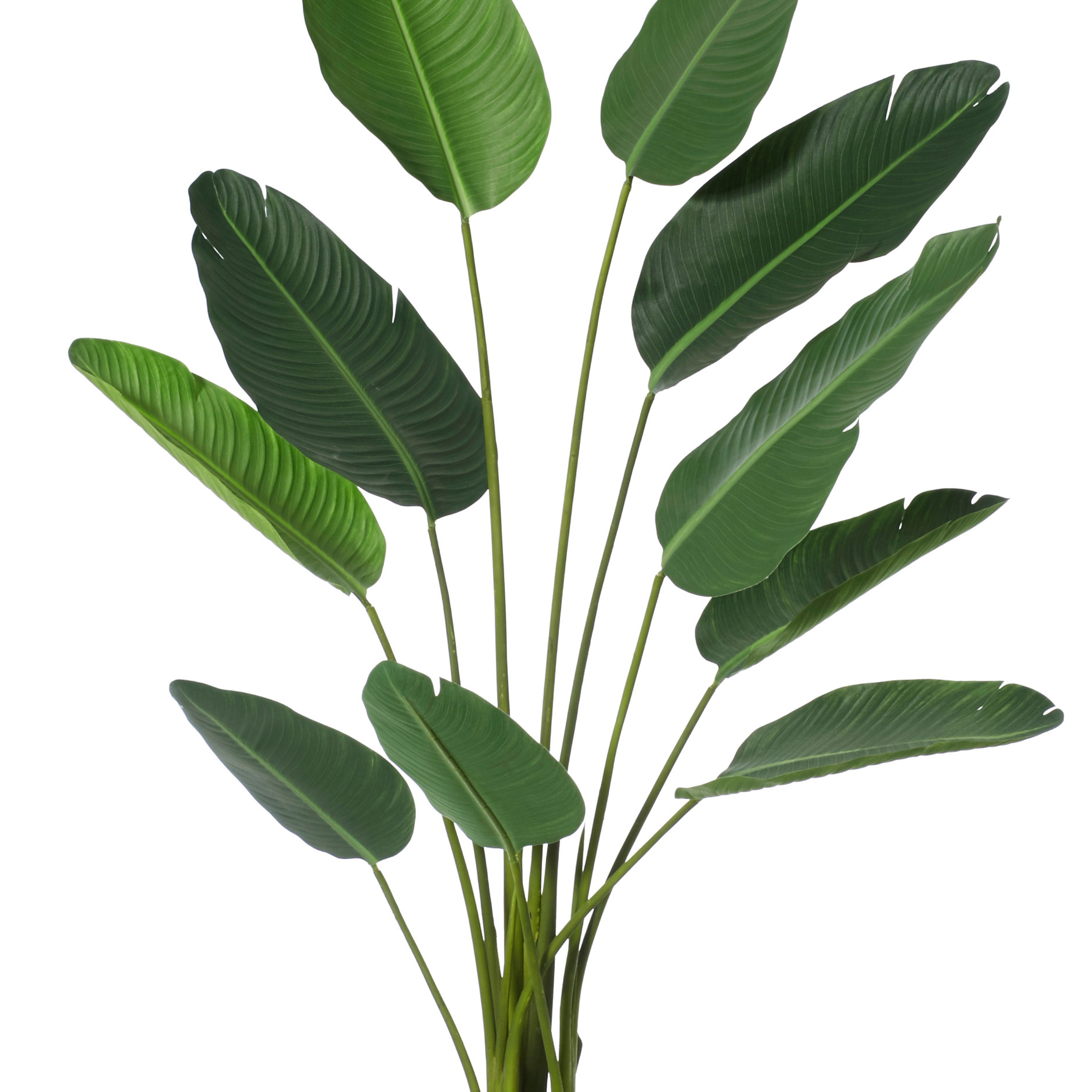 Rogue Giant Bird of Paradise Plant 152cm