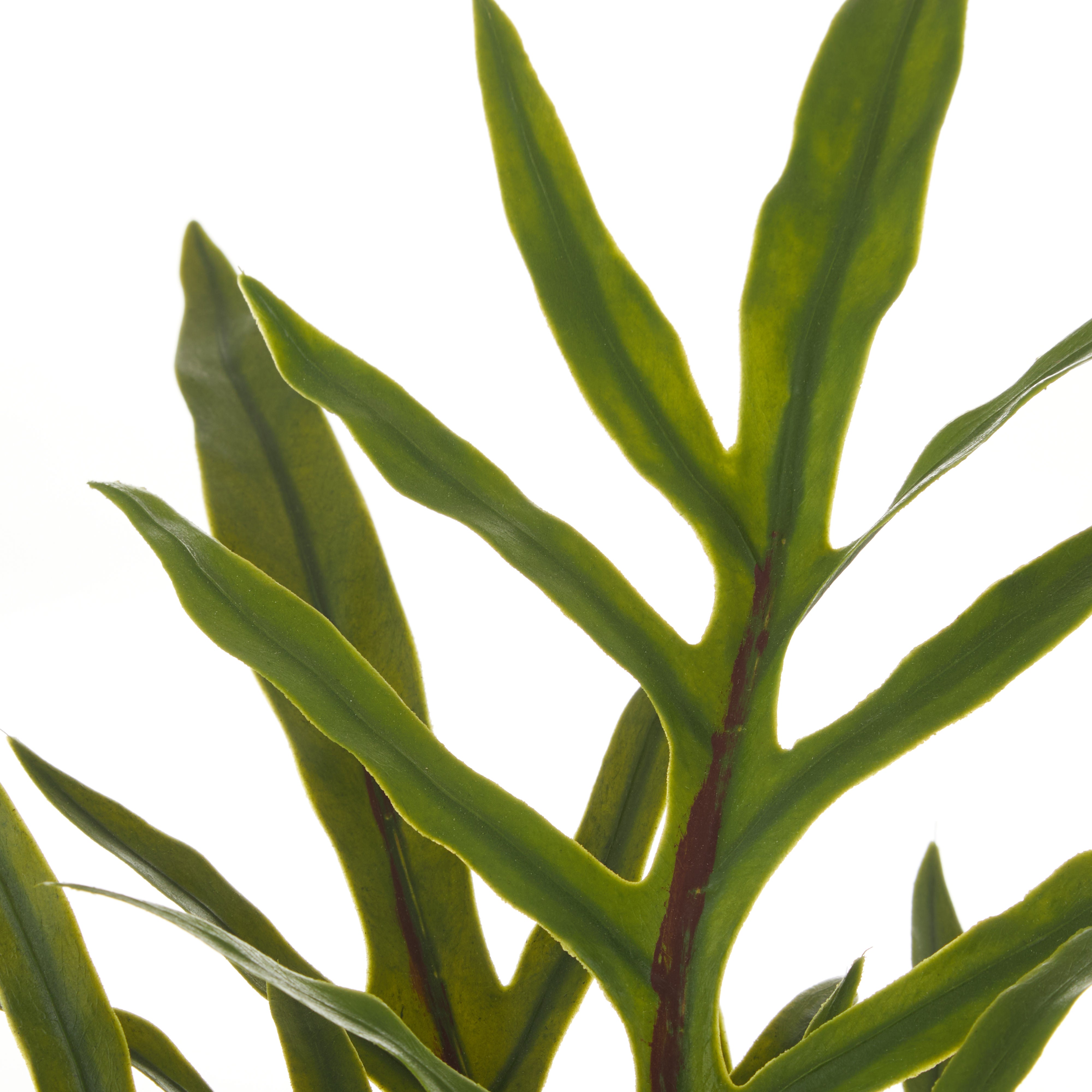Rogue Blue Star Fern Pot 39cm