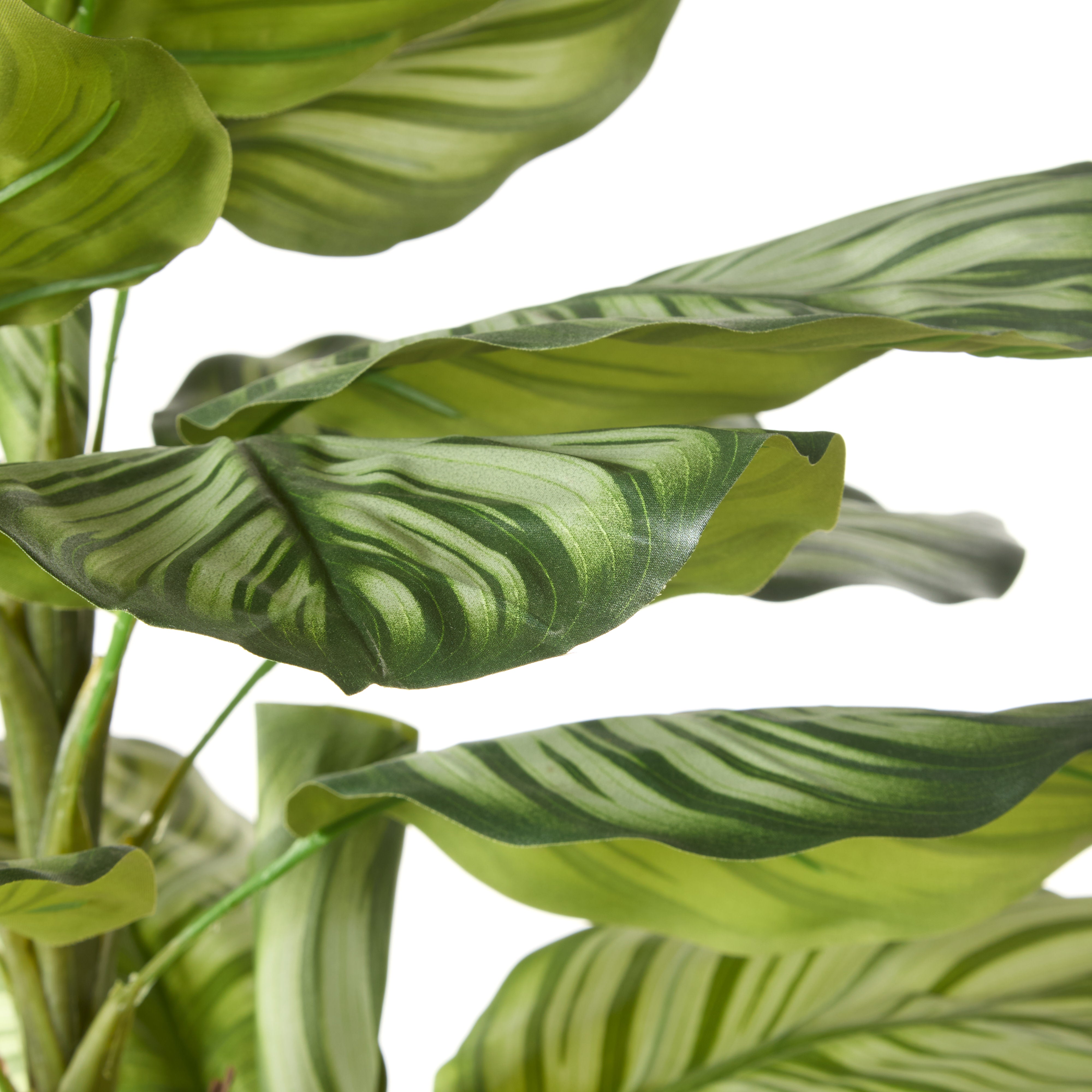 Rogue Calathea Plant - Garden Pot 91cm