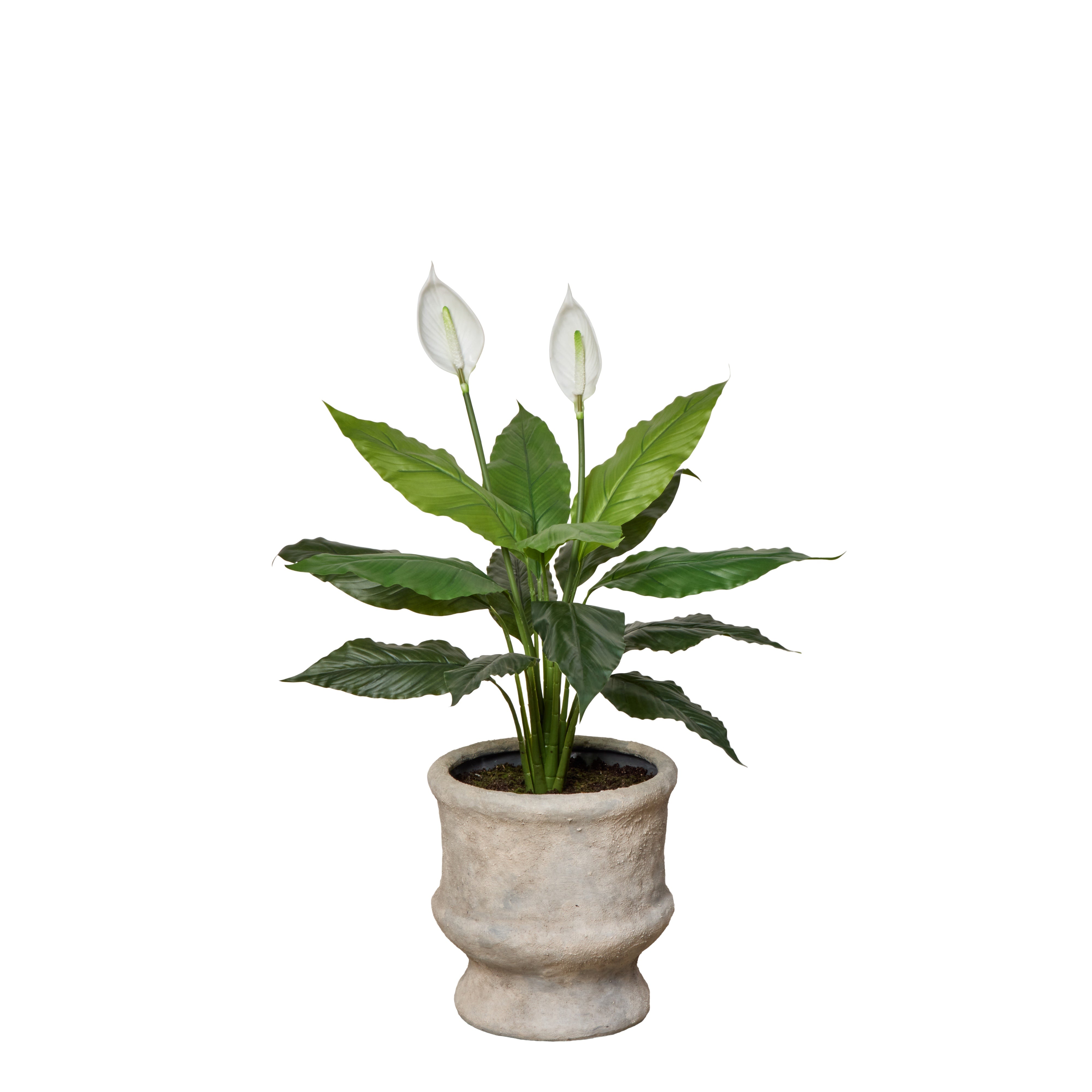 Rogue Peace Lily - Lille Planter Green & White 91cm