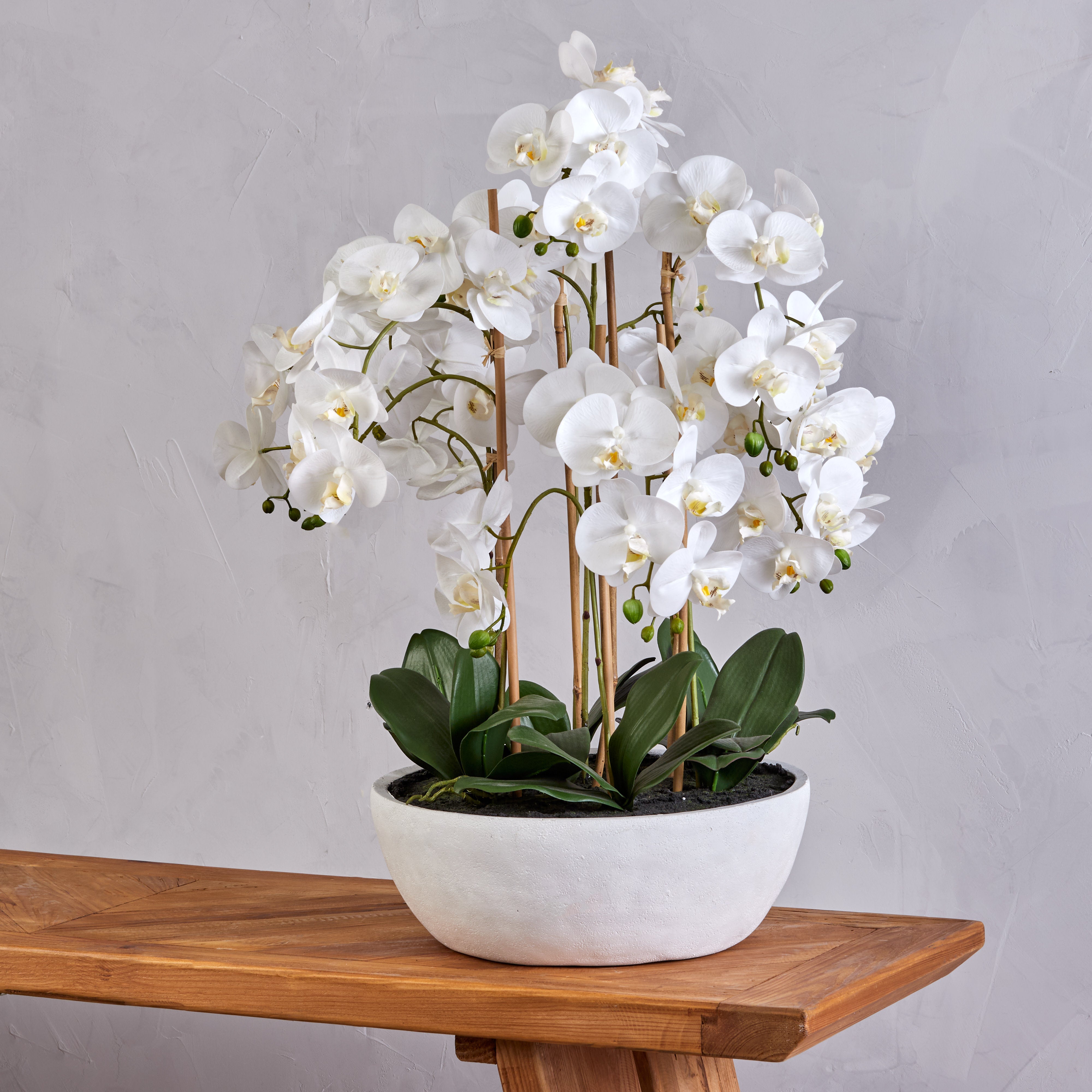 Rogue Butterfly Orchid - Round Pot White