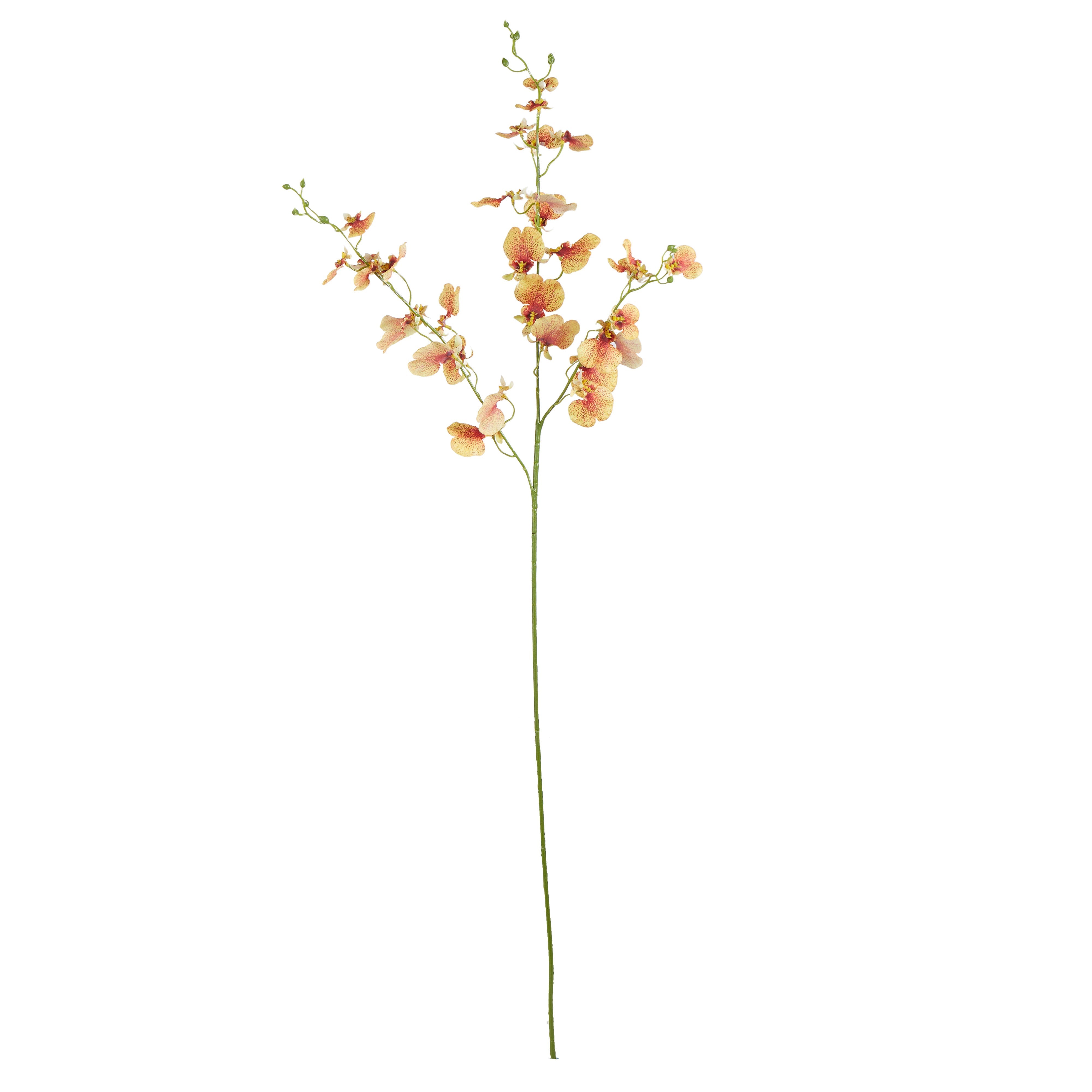 Rogue Dancing Orchid Stem Orange