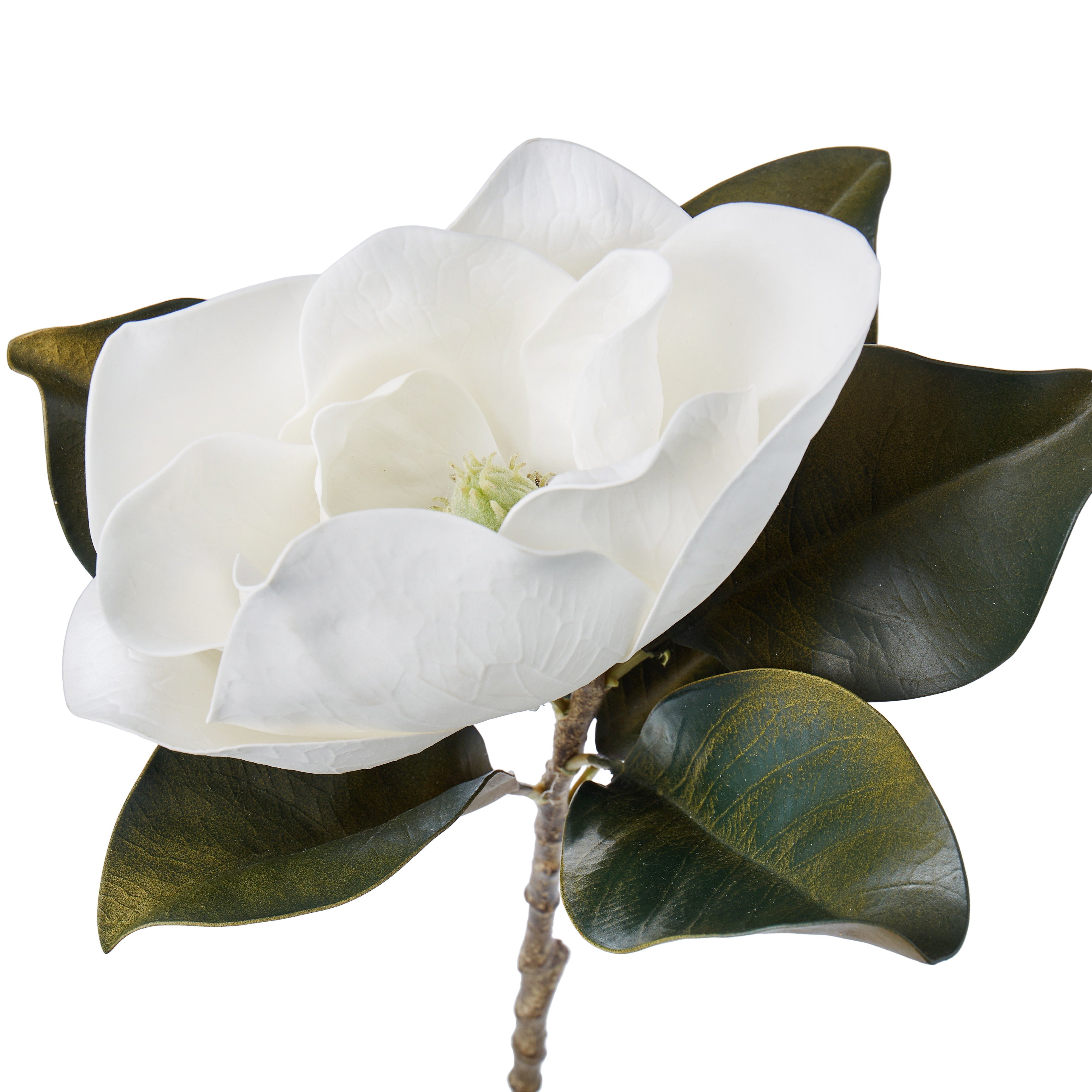 Rogue Magnolia Grandiflora 13x19x66cm
