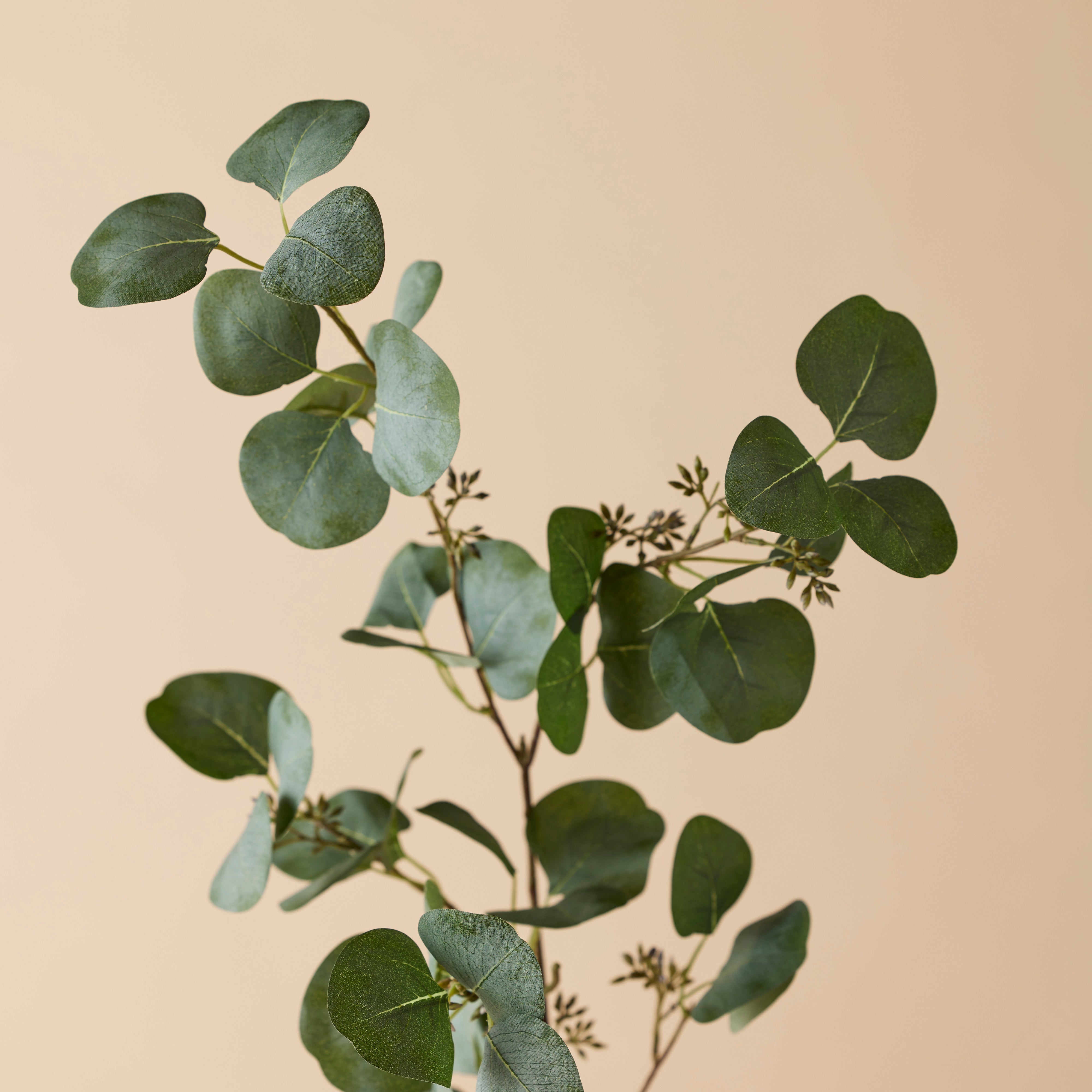 Rogue Eucalyptus Seeded Spray