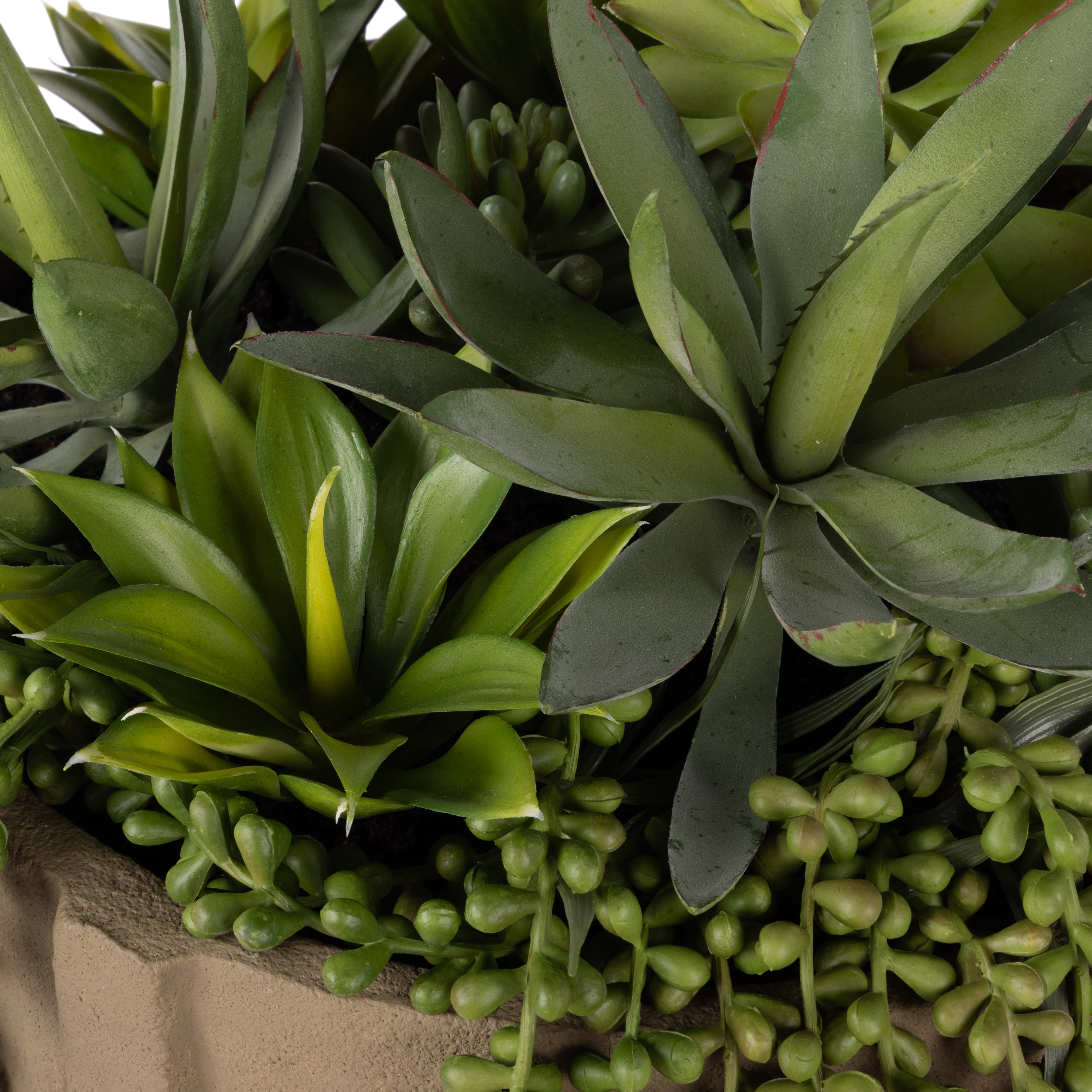Rogue Succulent Mix - Danvers Seam Pot Wide