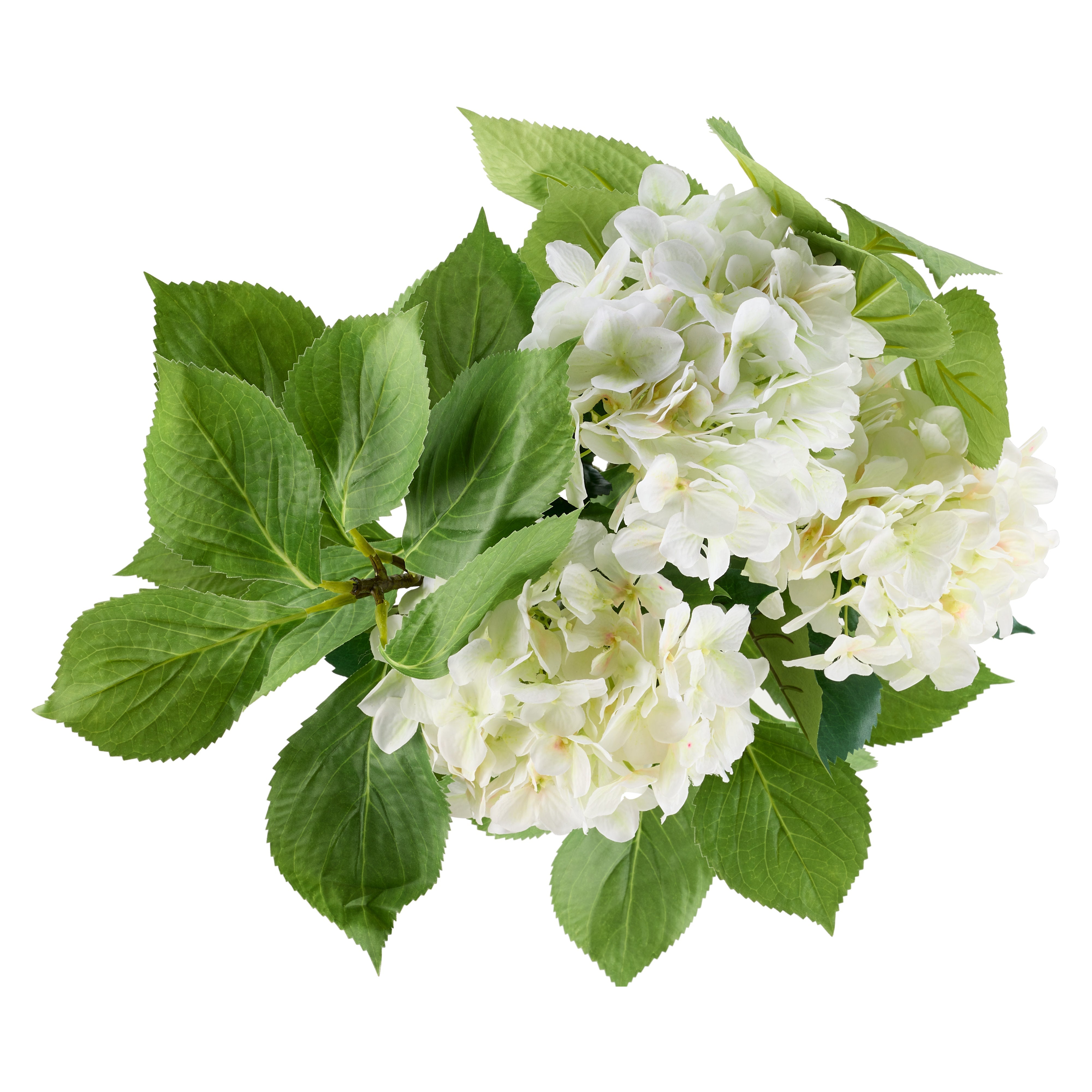 Rogue Hydrangea Vivid Leaf Bouquet White