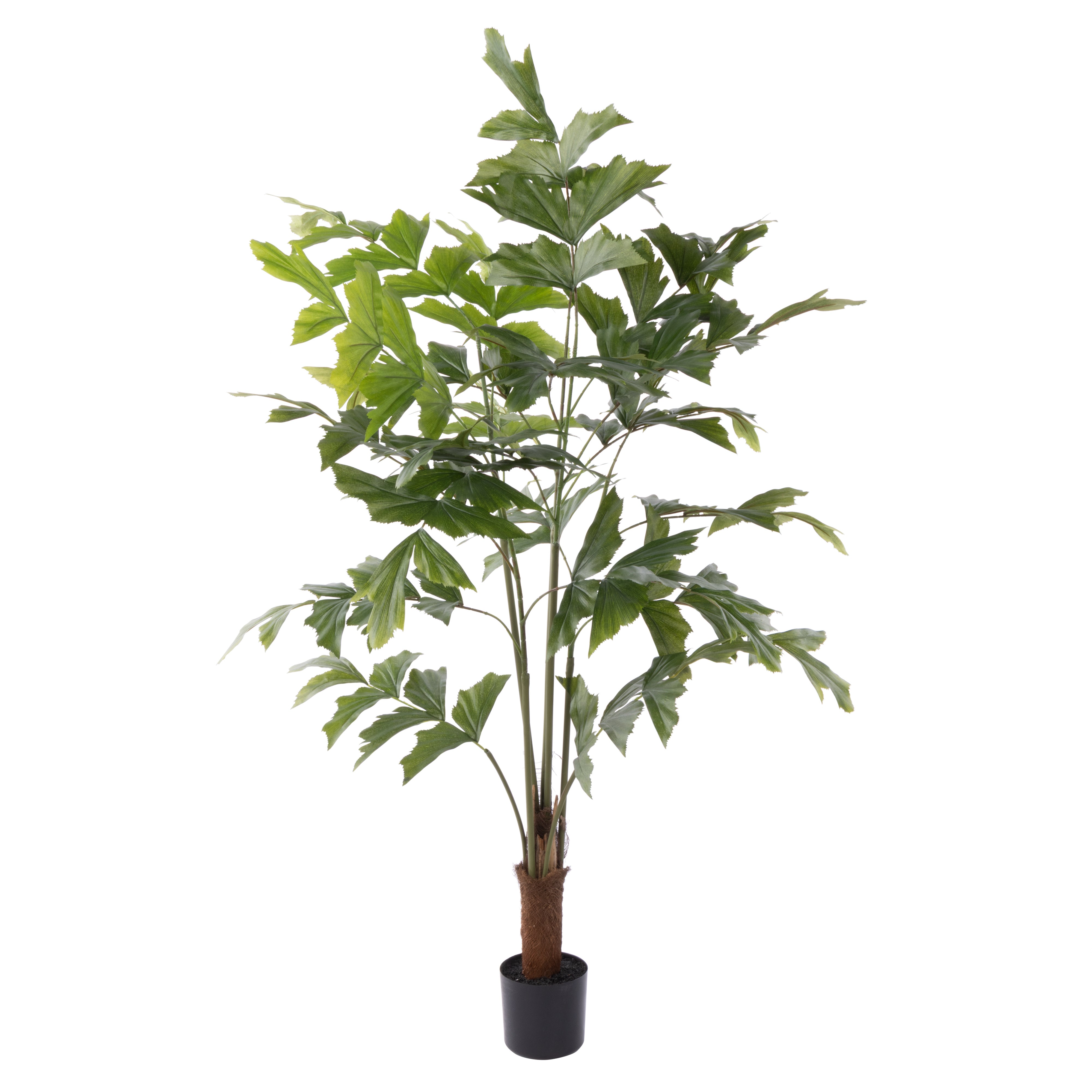 Rogue Caryota Palm Tree - Garden Pot 120cm