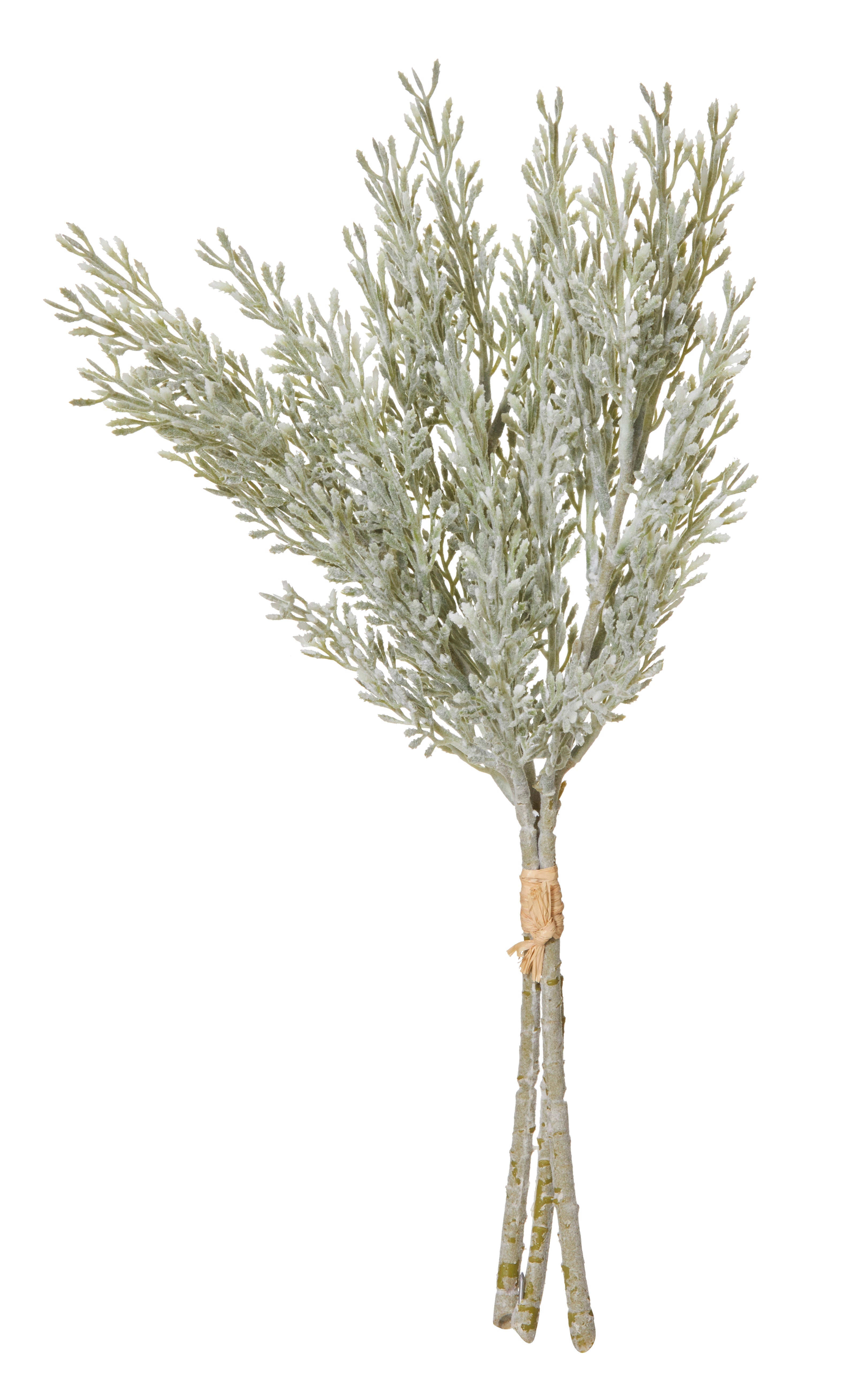 Rogue Dusty Miller Bundle