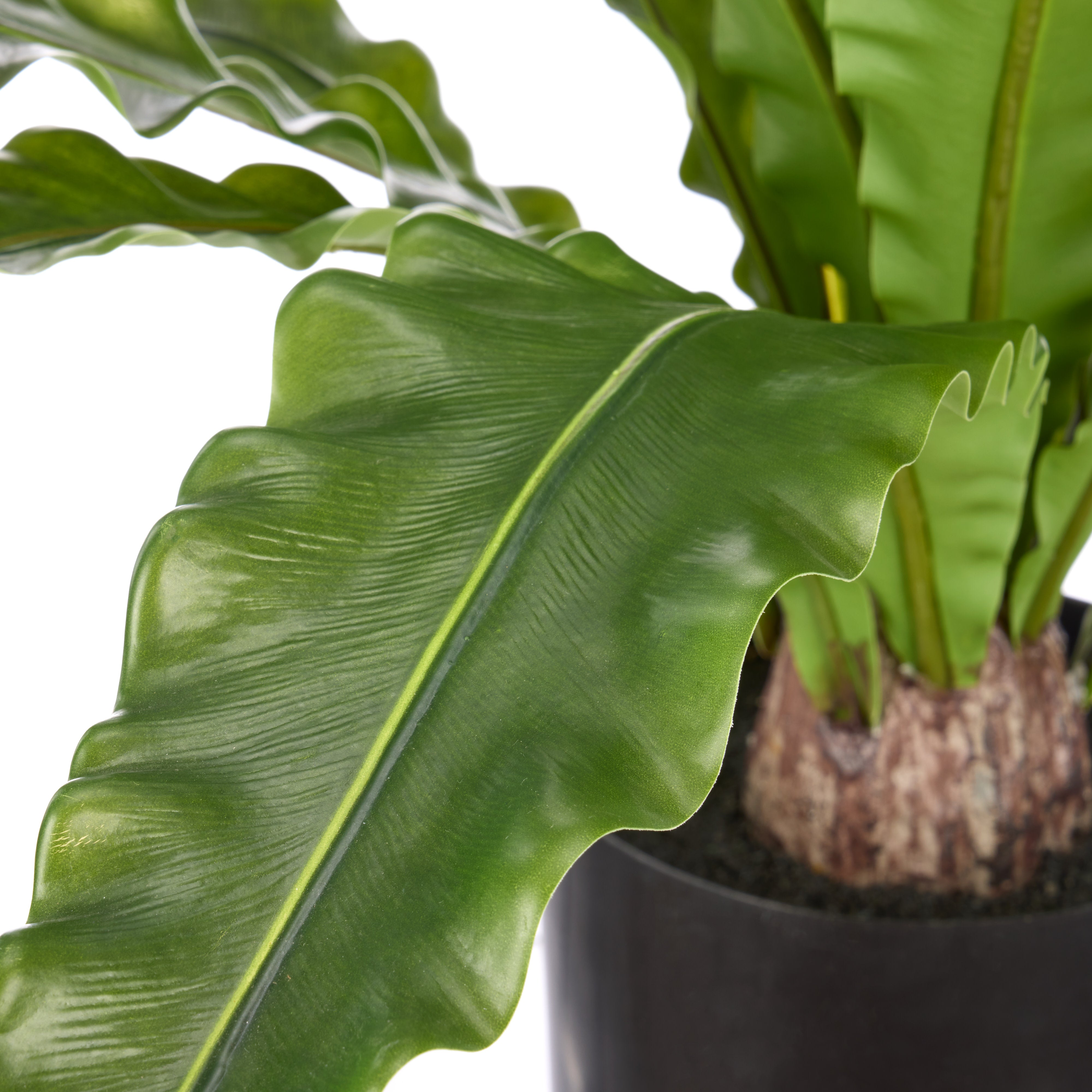 Rogue Bird's Nest Fern 110x100x60cm