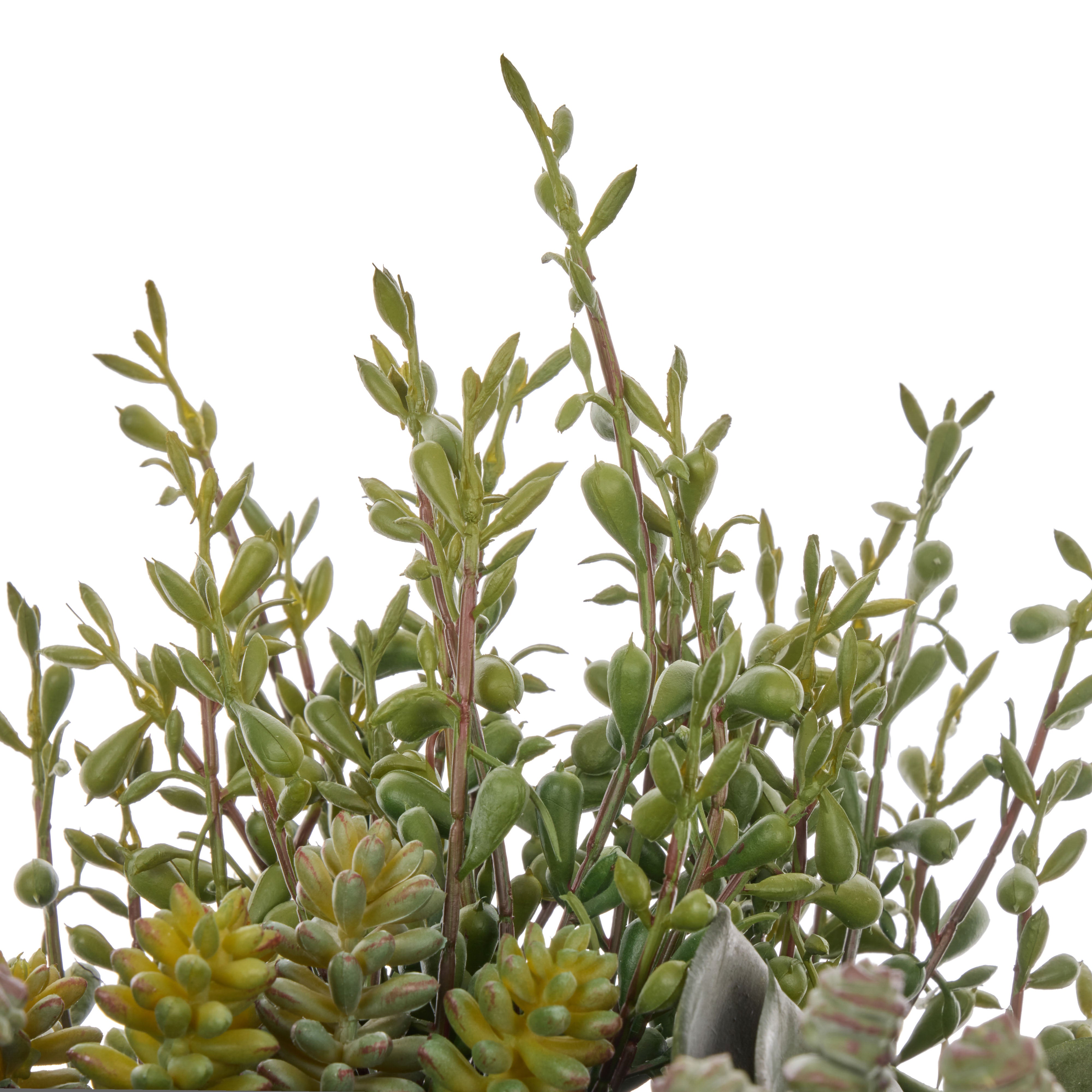Rogue Jelly Bean Sedum Mix - Dansk Green & Burgundy