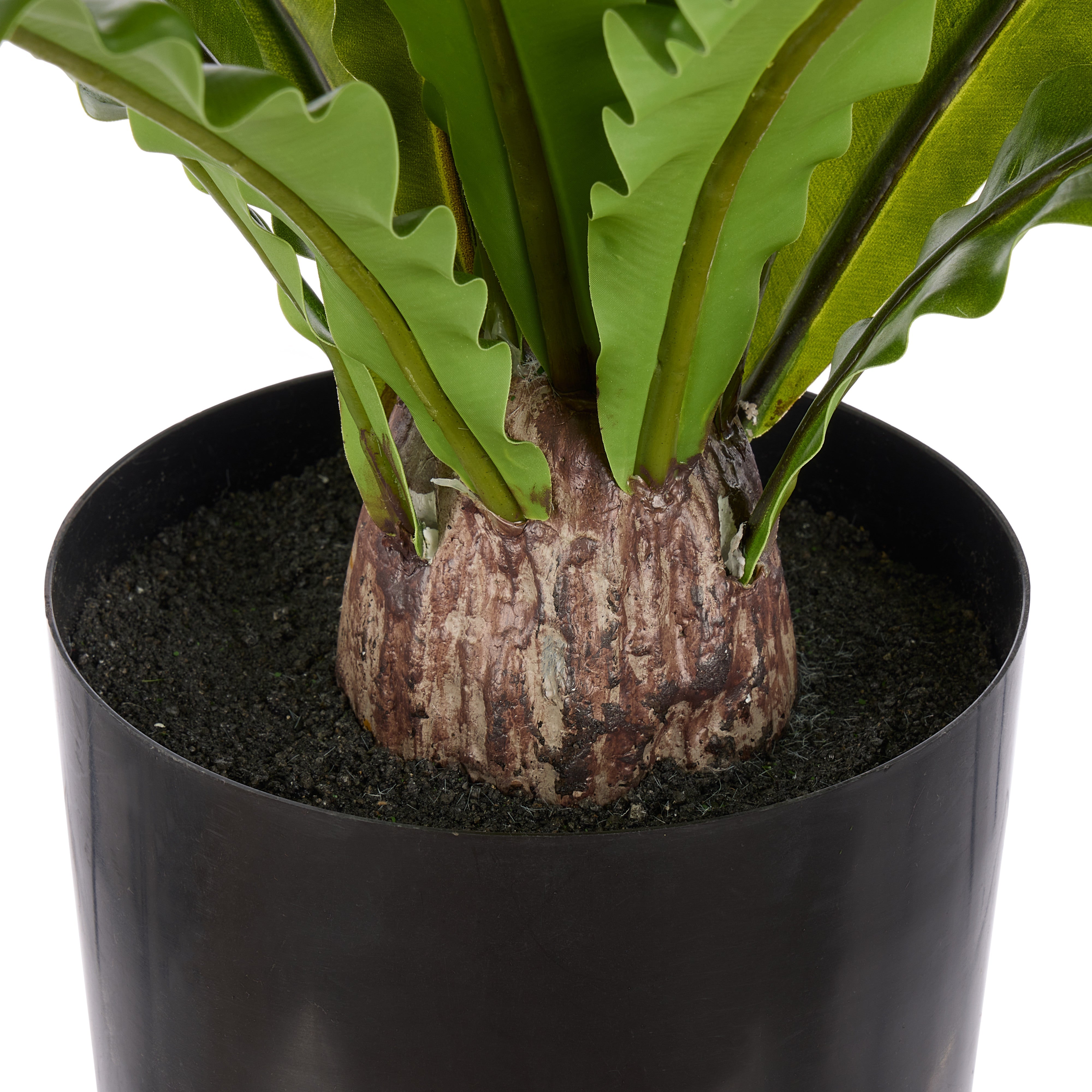 Rogue Bird's Nest Fern 110x100x60cm
