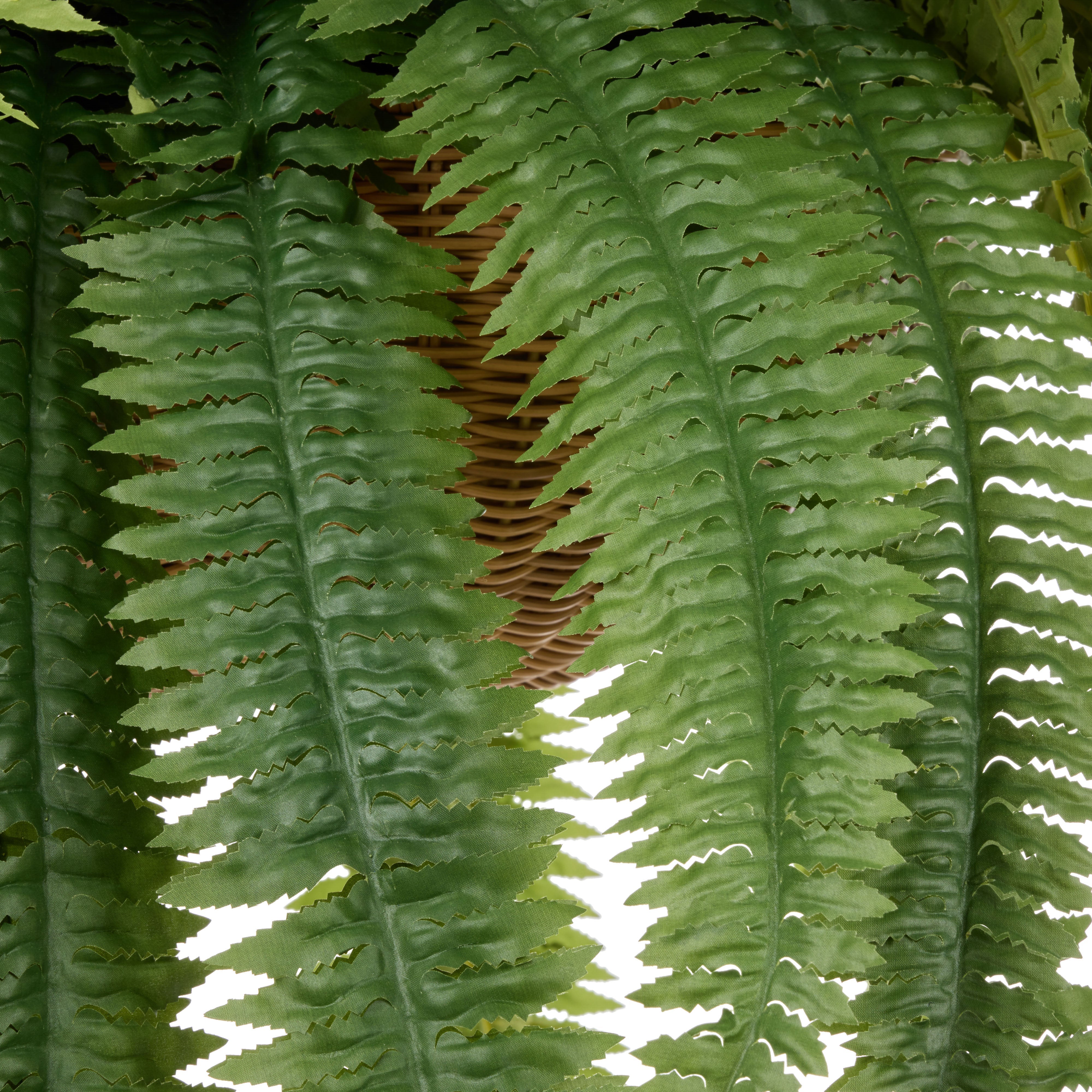 Rogue Boston Fern - Laos Hanging 126cm