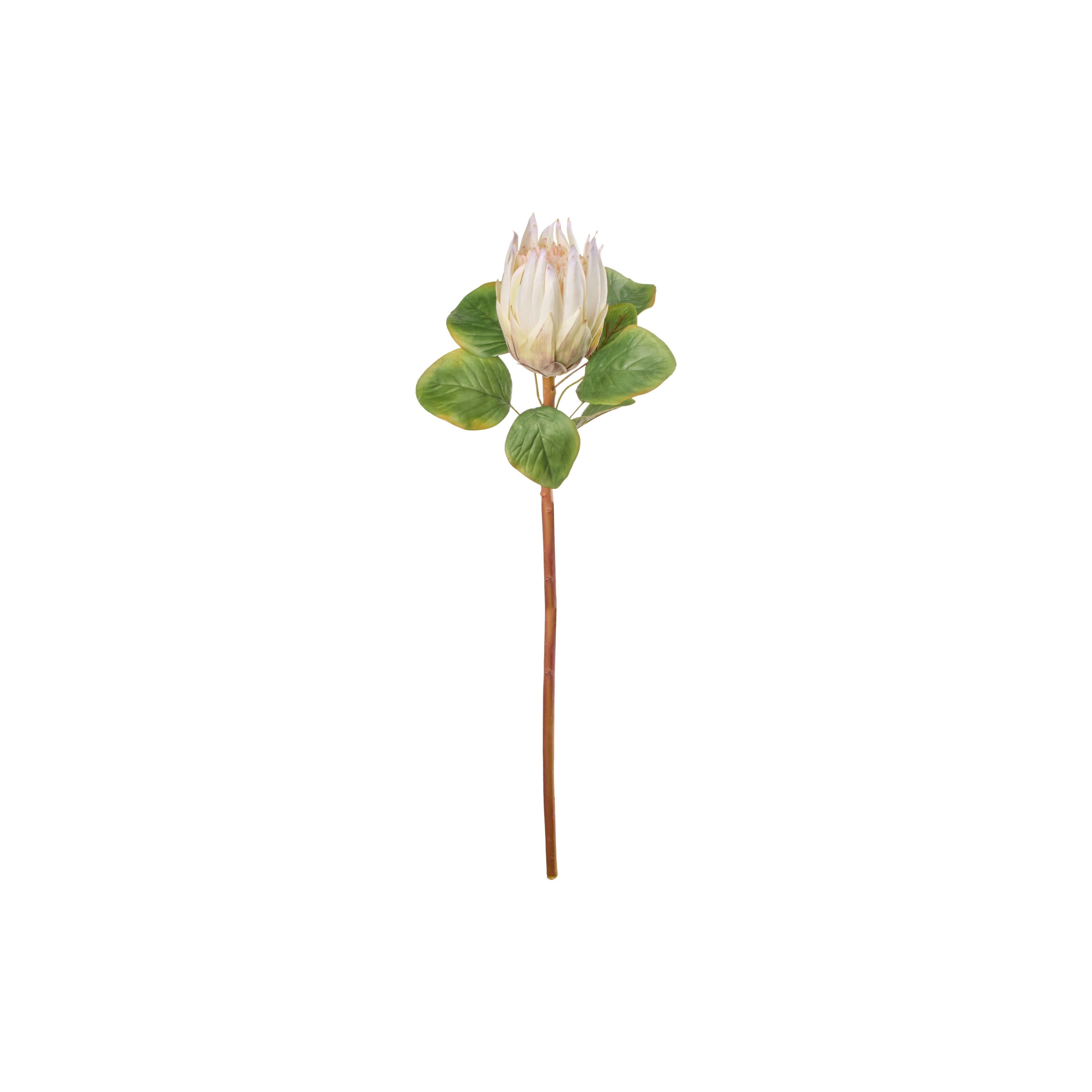 Rogue King Protea Stem