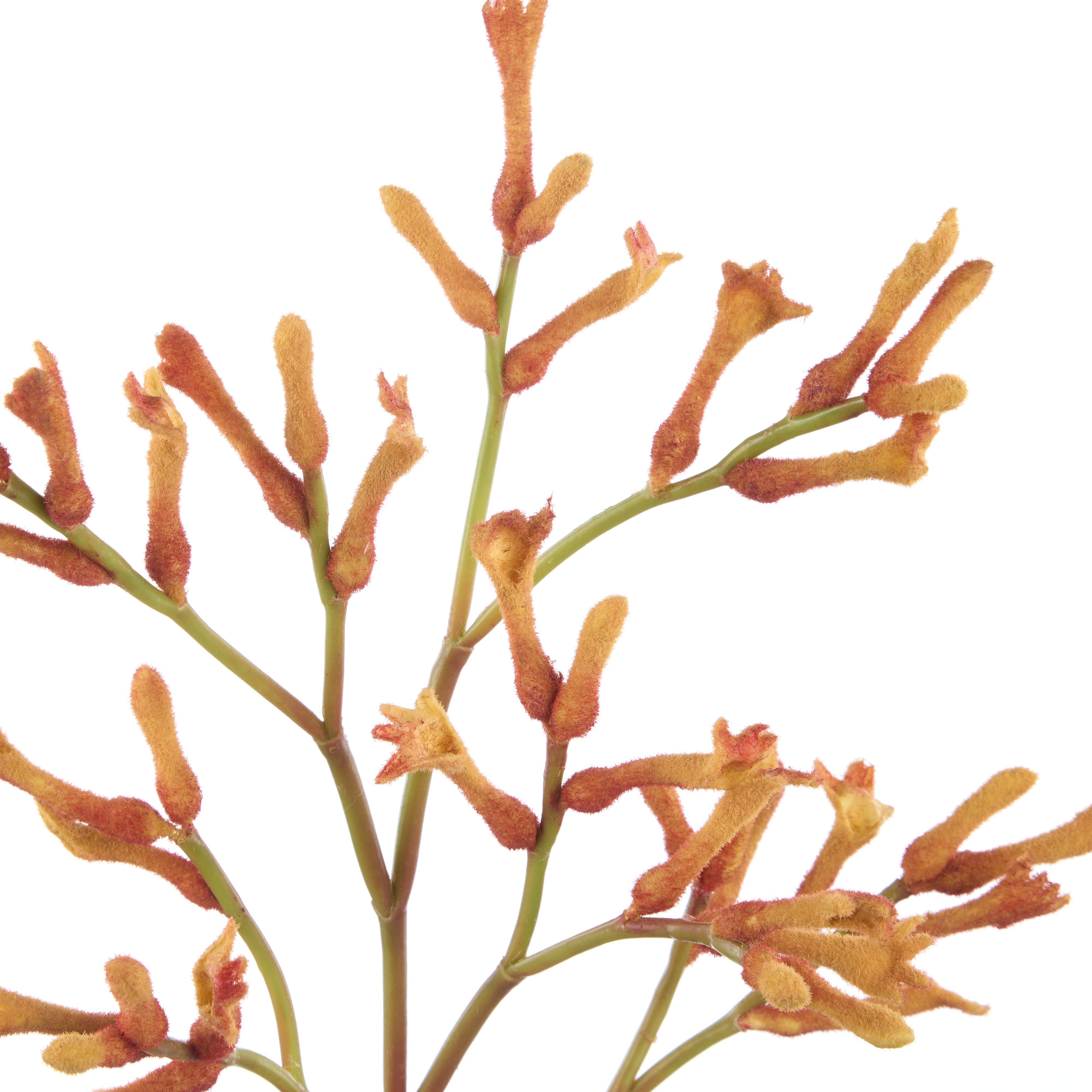 Rogue Kangaroo Paw Spray Orange 77cm