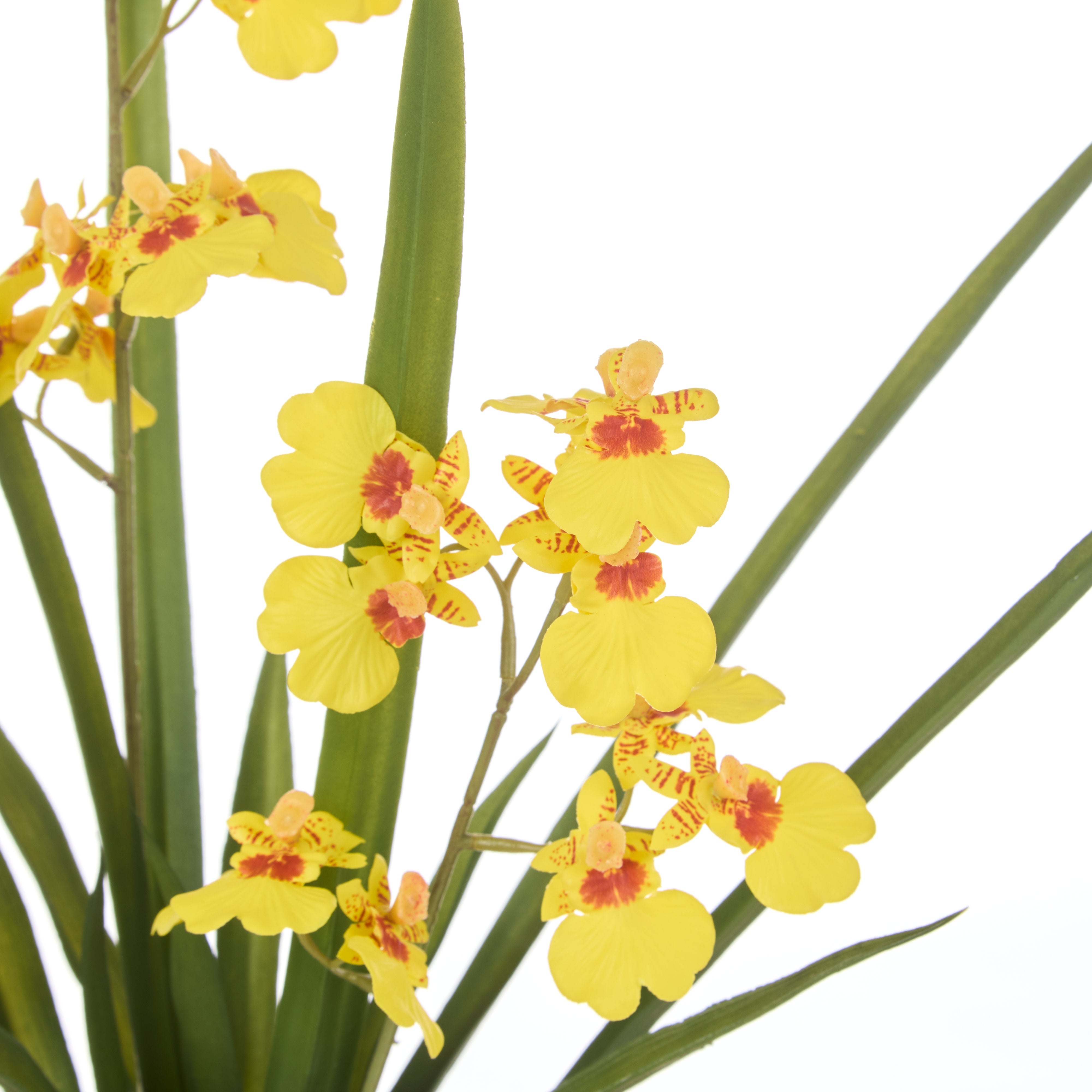 Rogue Dancing Orchid Pot 58cm