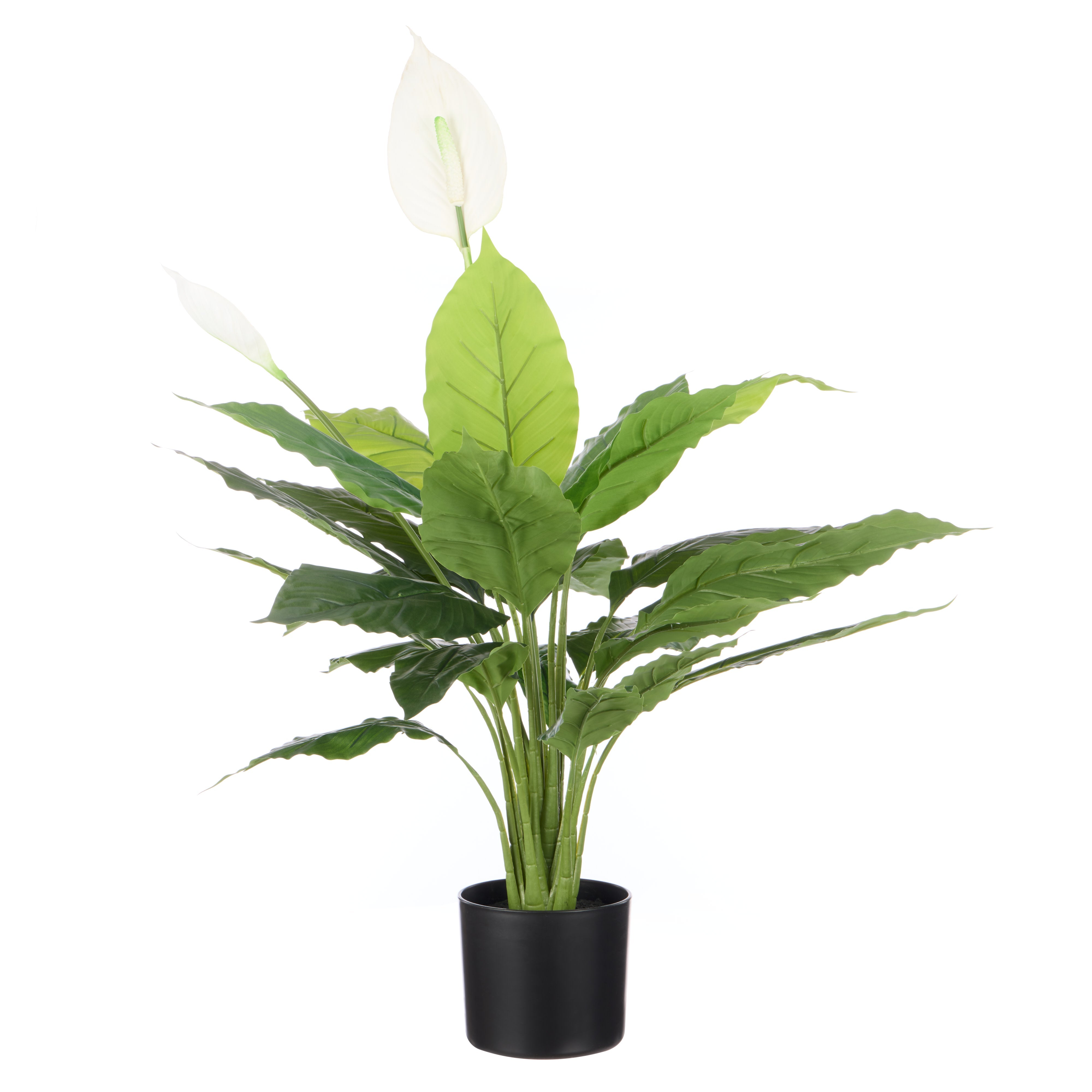 Rogue Peace Lily - Garden Pot 95cm
