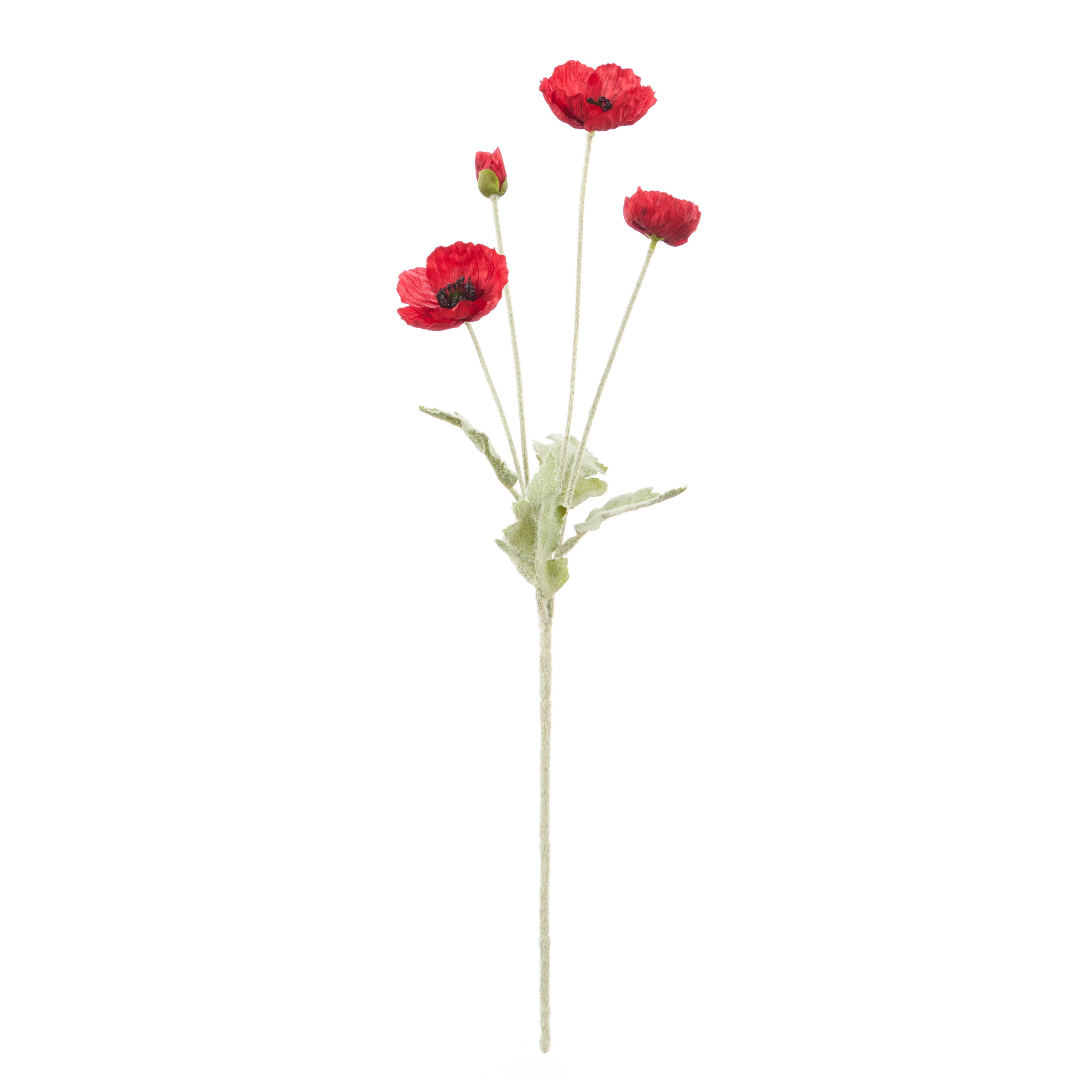 Rogue Poppy Spray Red