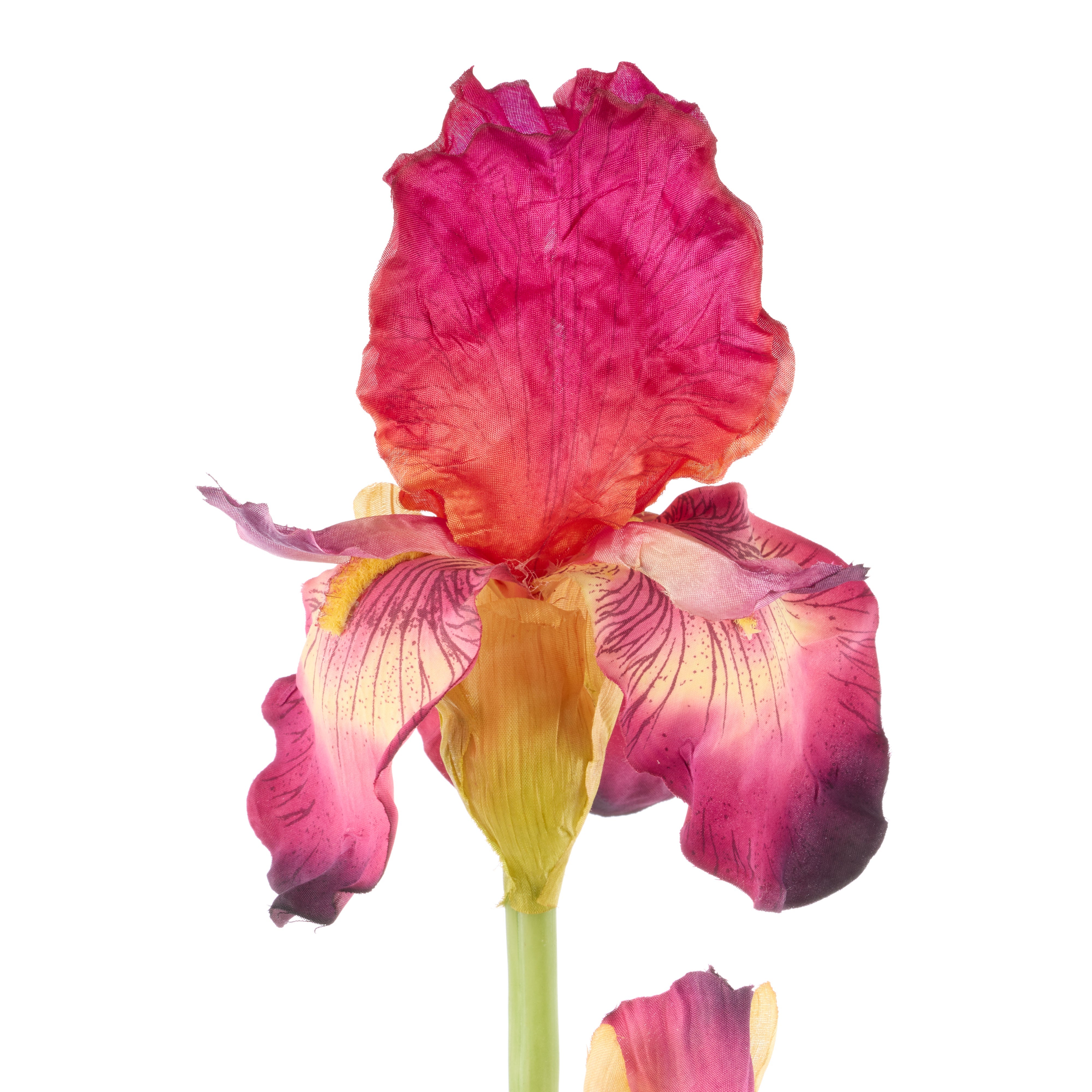 Rogue Bearded Iris Burgundy