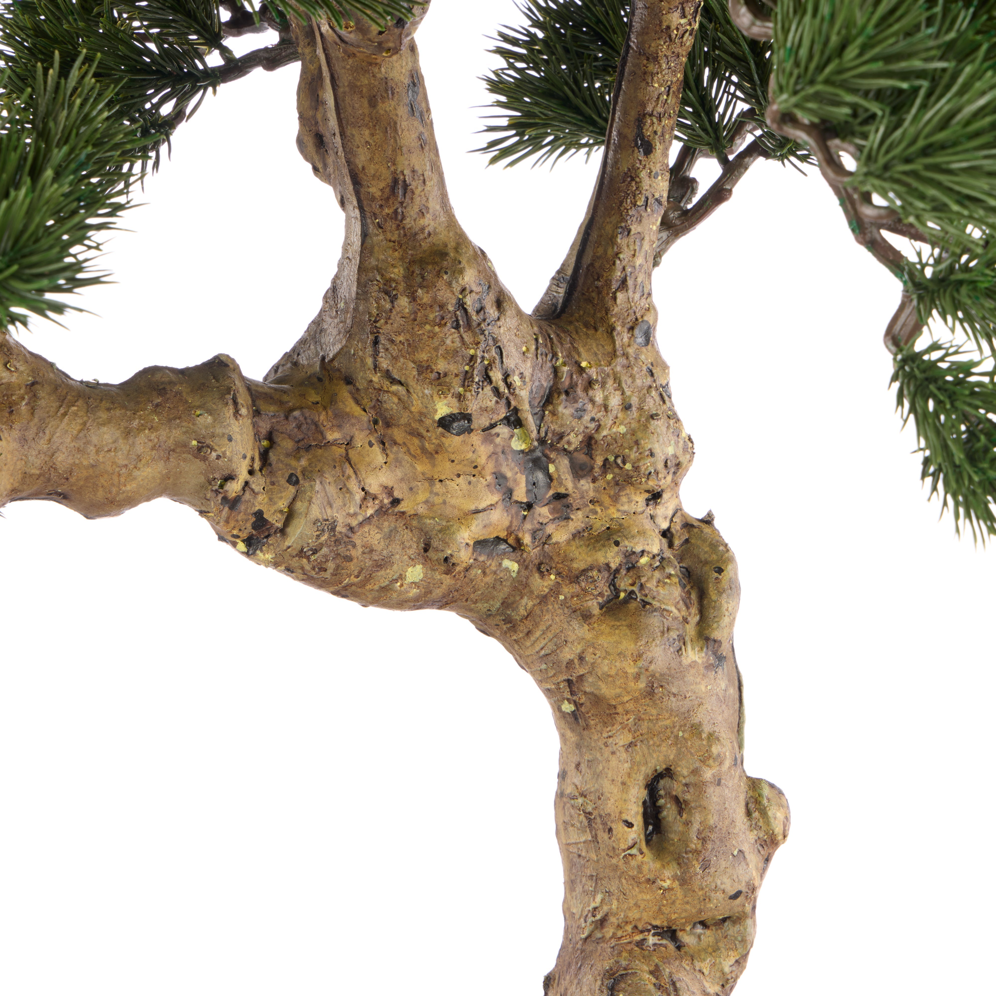 Rogue Pine Bonsai Large Textured Cement Pot Green