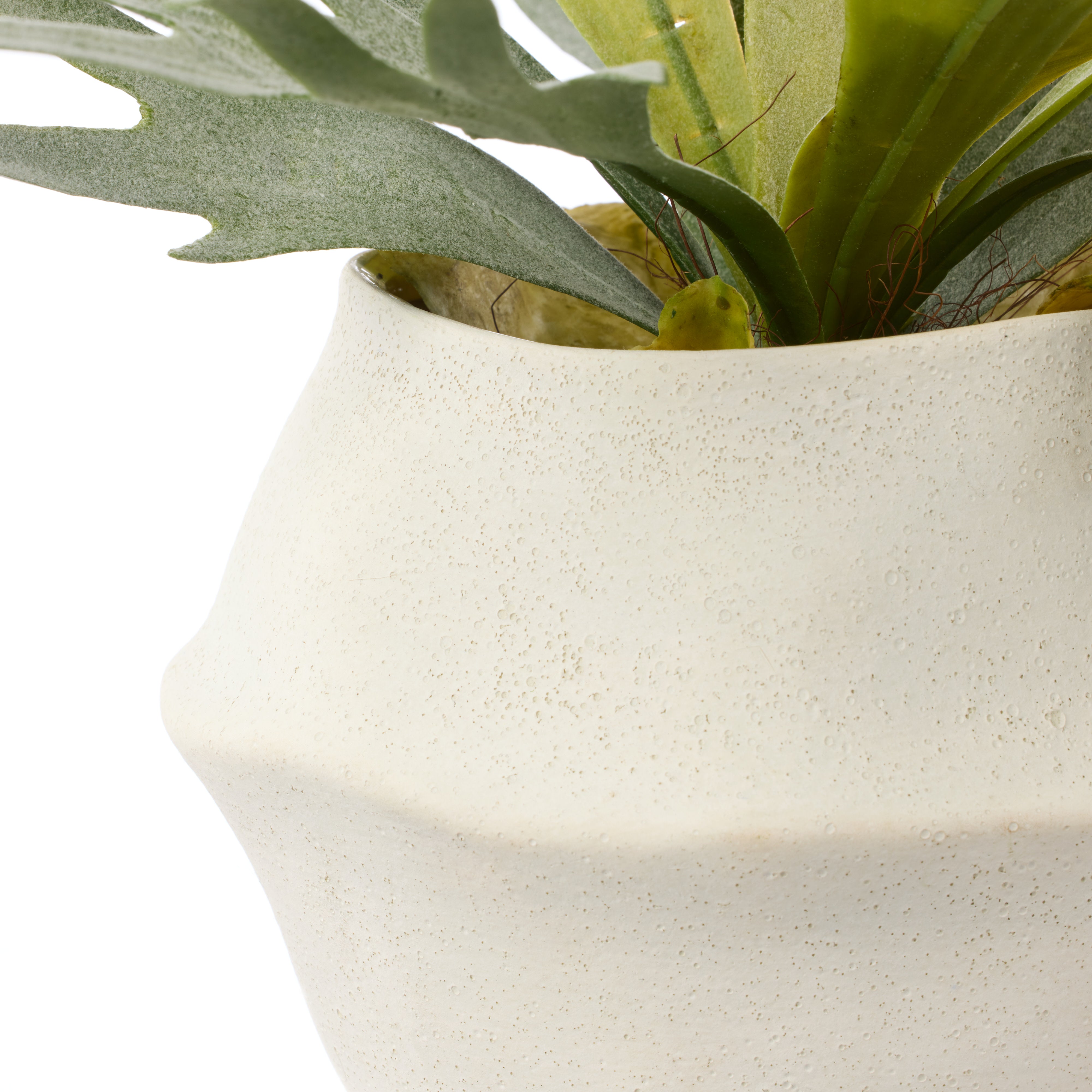 Rogue Staghorn Fern - Maliah Pot