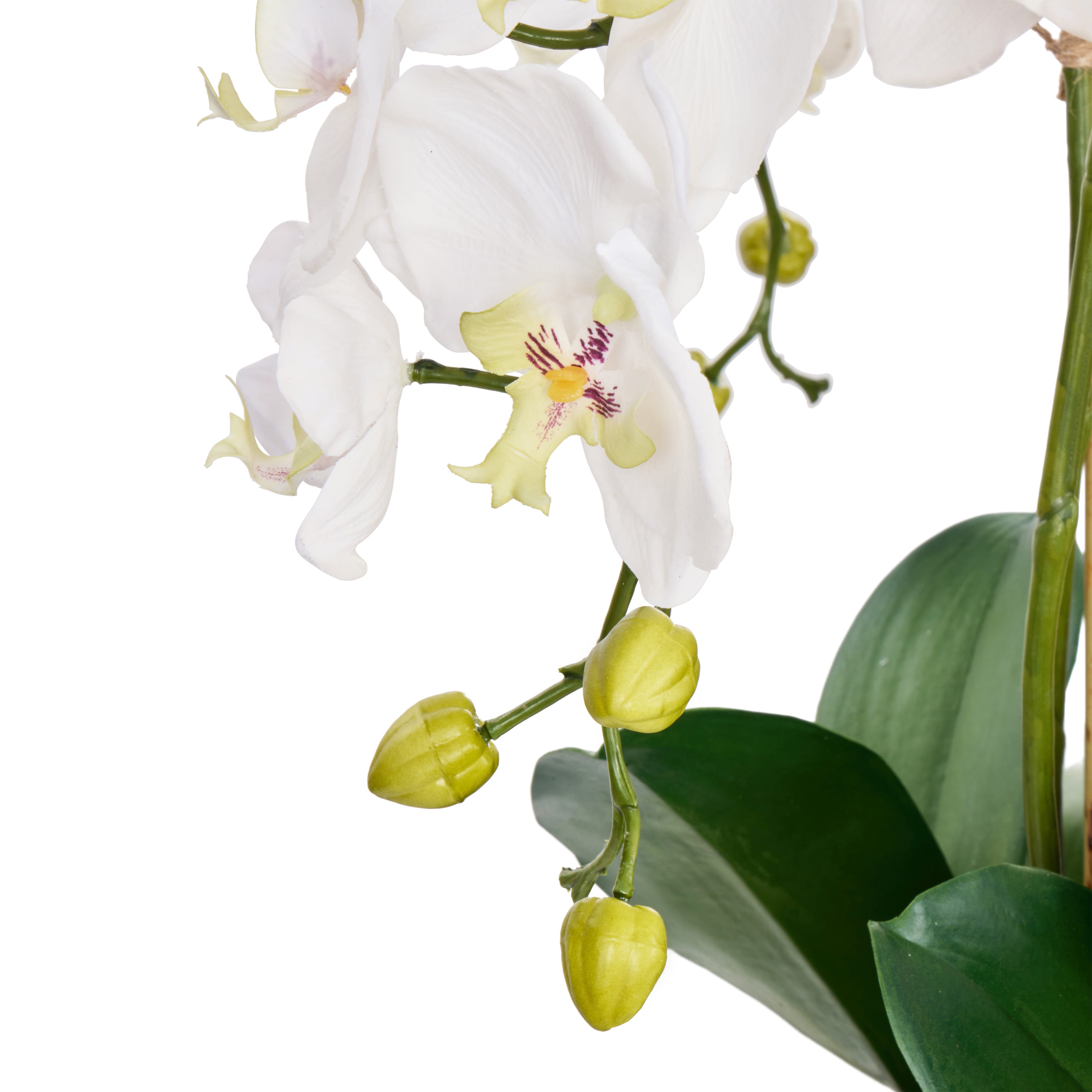 Rogue Phalaenopsis Full - Dahlia Bowl White & Glass 69cm