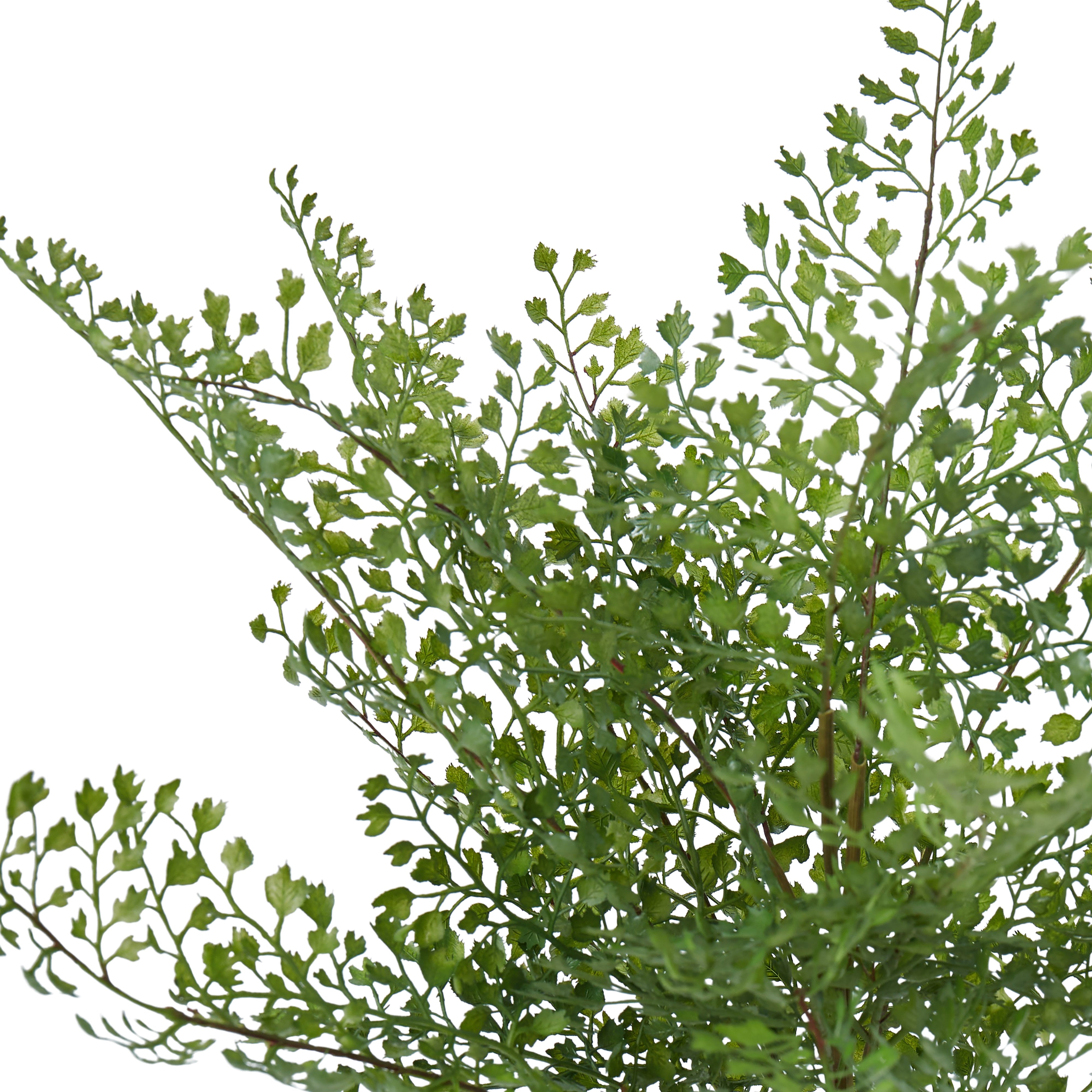 Rogue Maiden Hair Fern 31cm