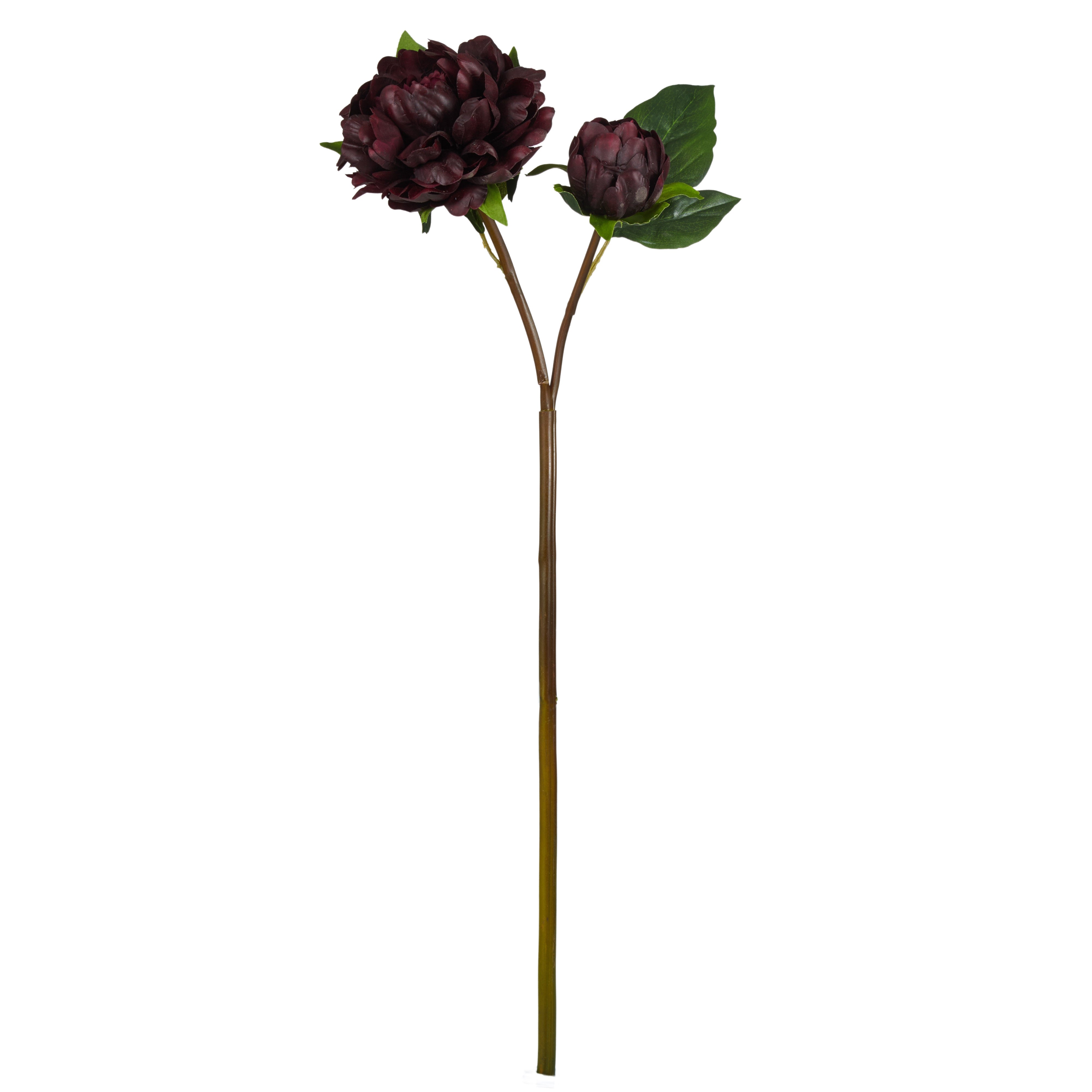 Rogue Peony Bud Stem