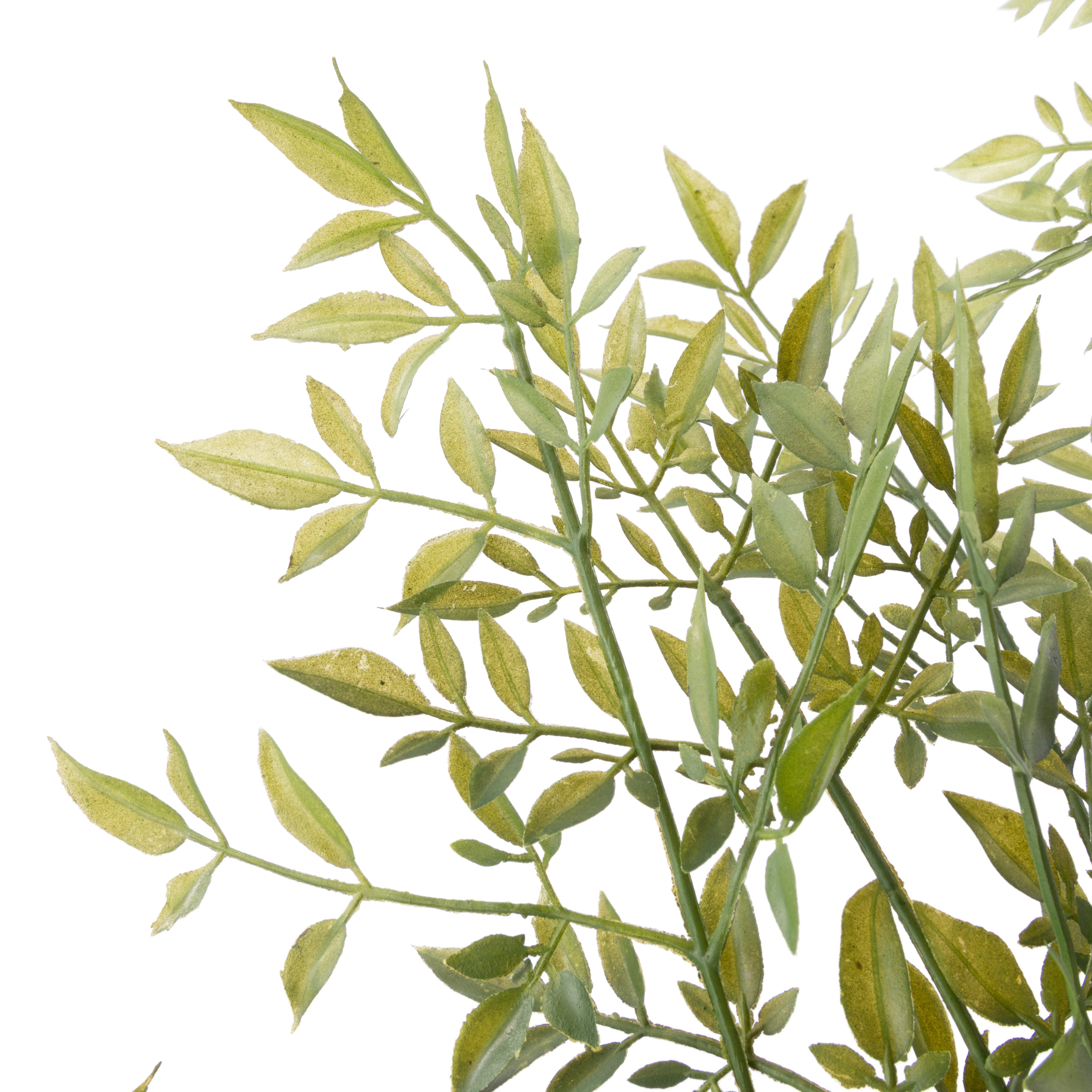 Rogue Ficus Tree - Garden Pot 150cm
