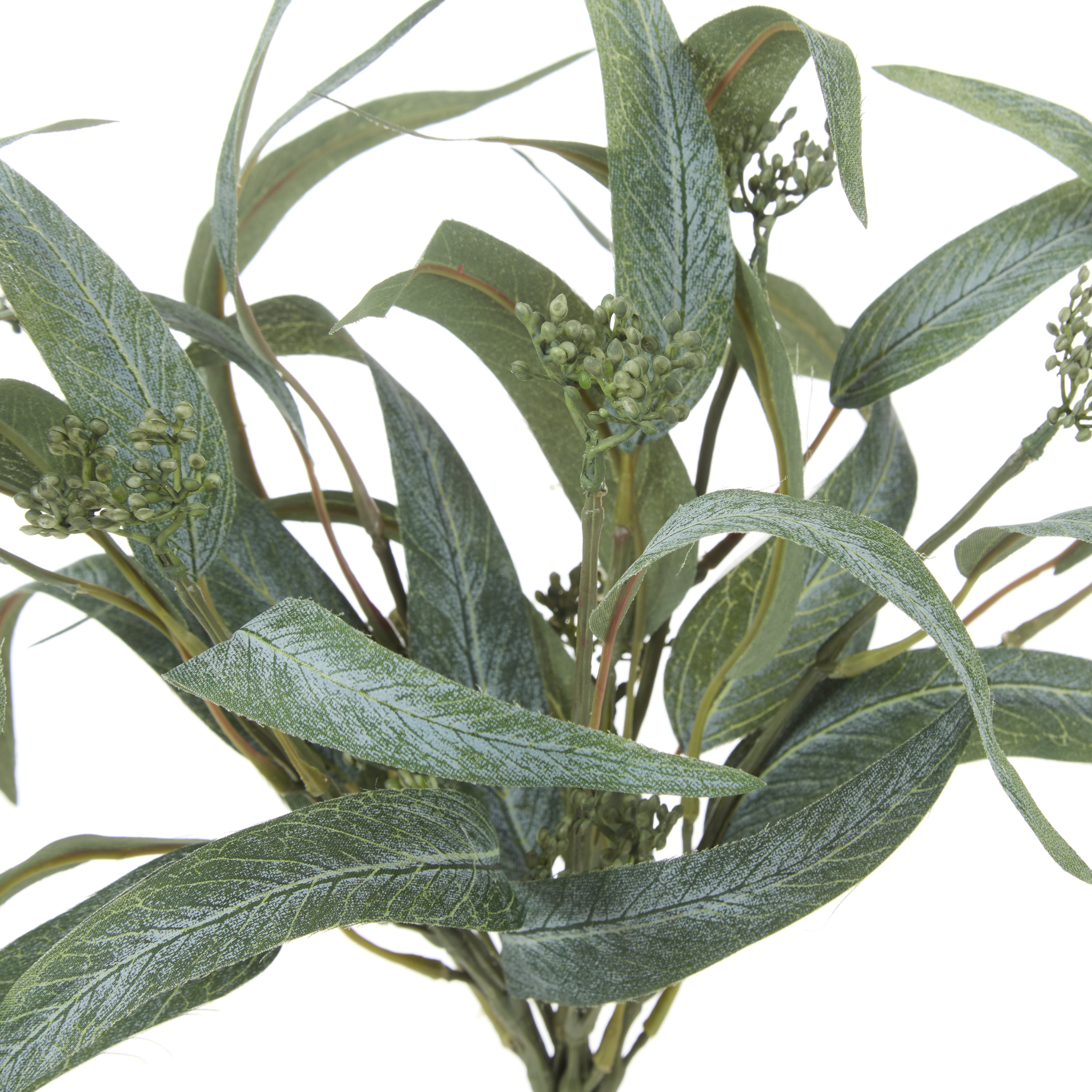 Rogue Eucalyptus Seeding Bunch