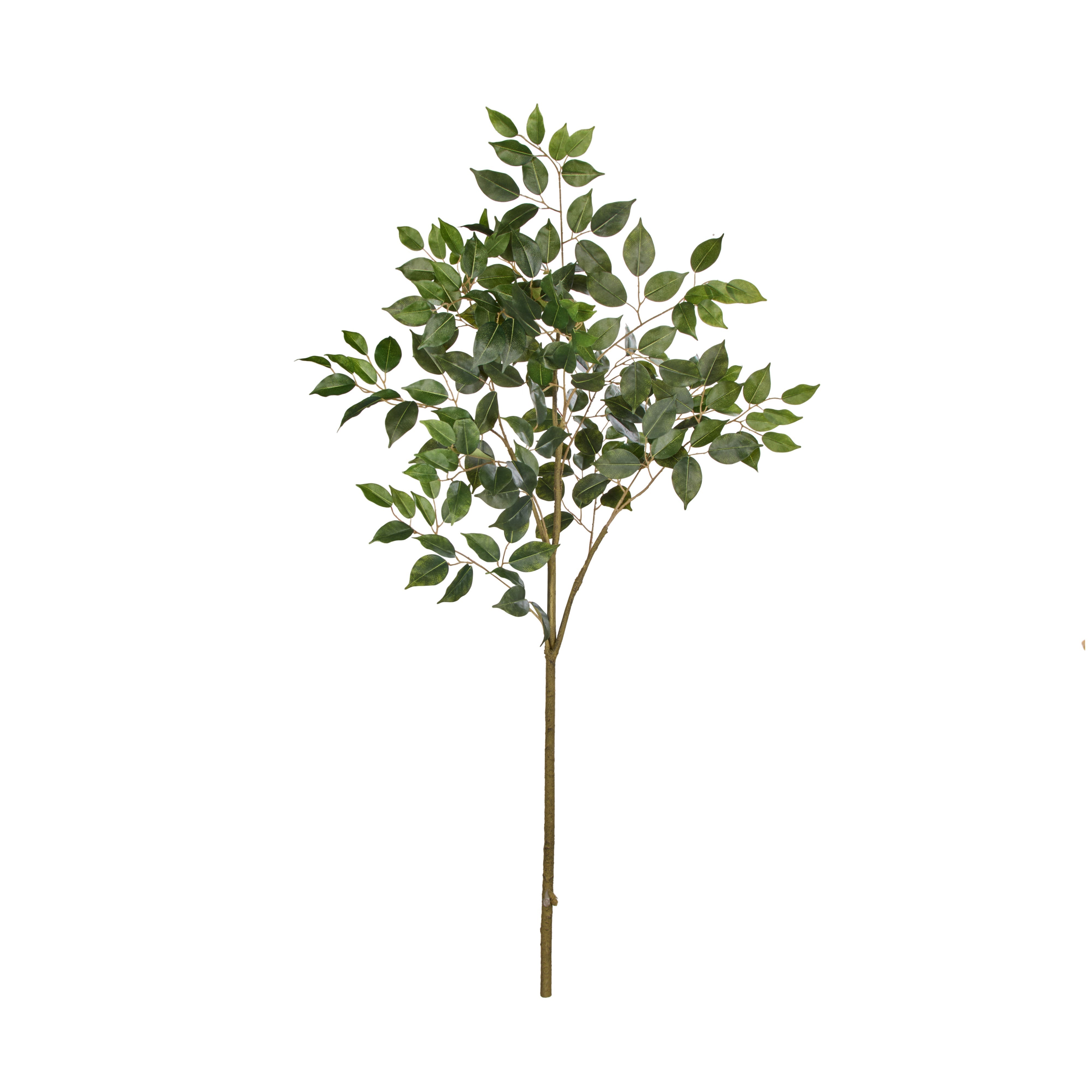 Rogue Ficus Spray 120cm