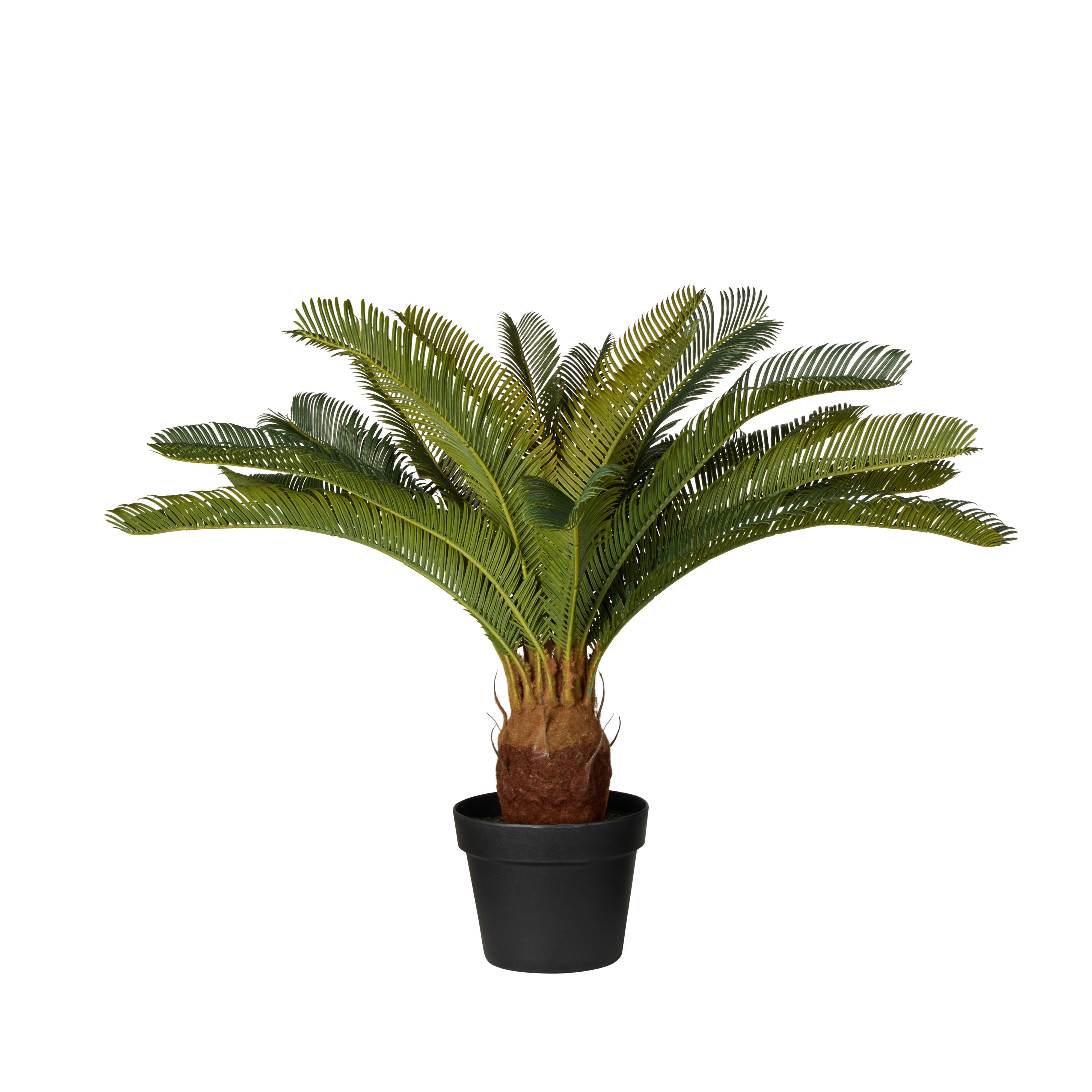 Rogue Cycas Garden Pot Plant